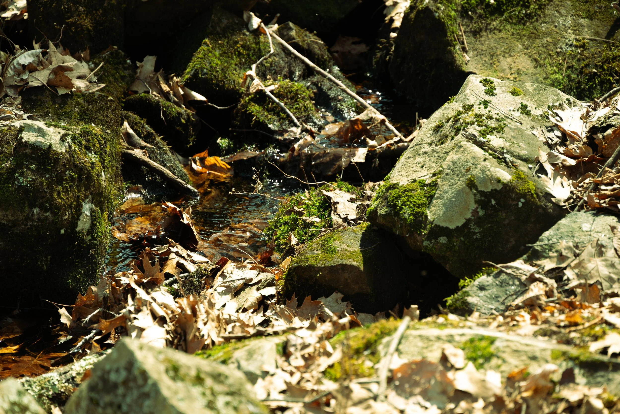 DSC_1321.jpg