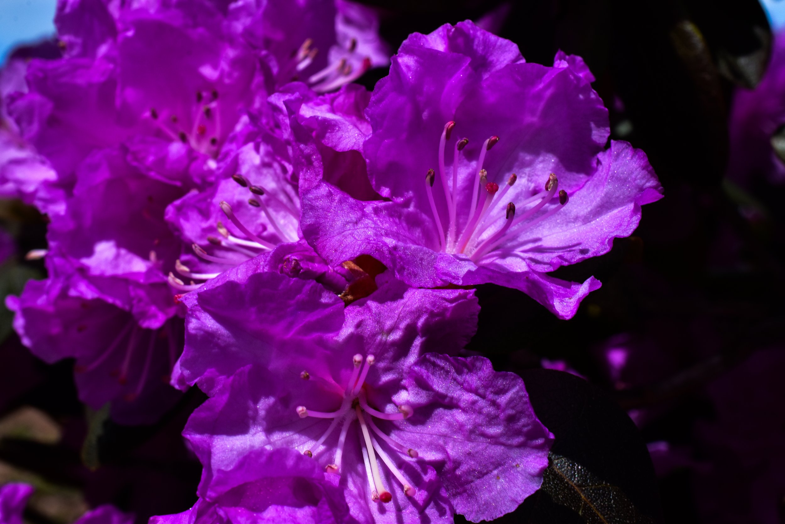 9 DSC_0012.jpg