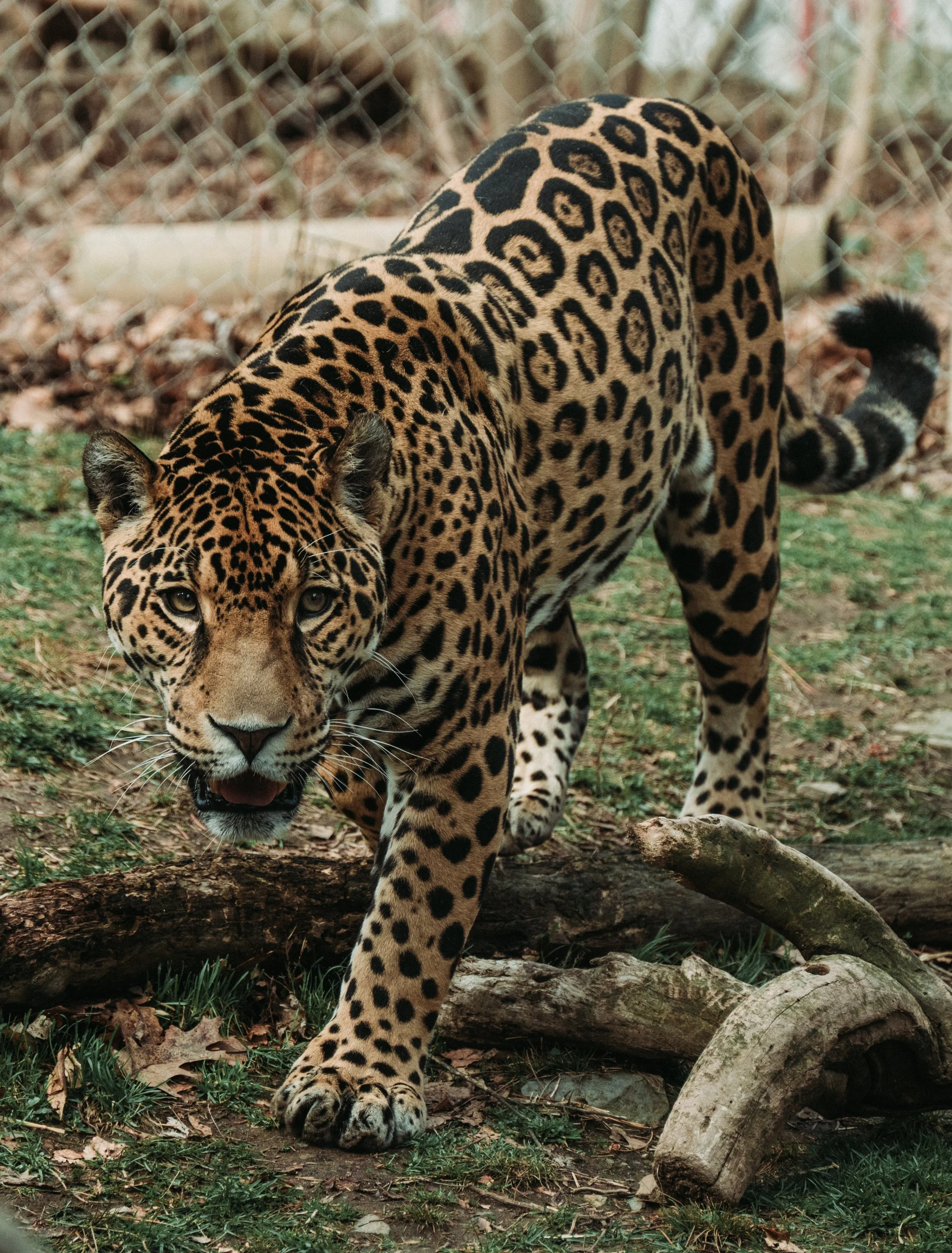 DSC_0551.jpg
