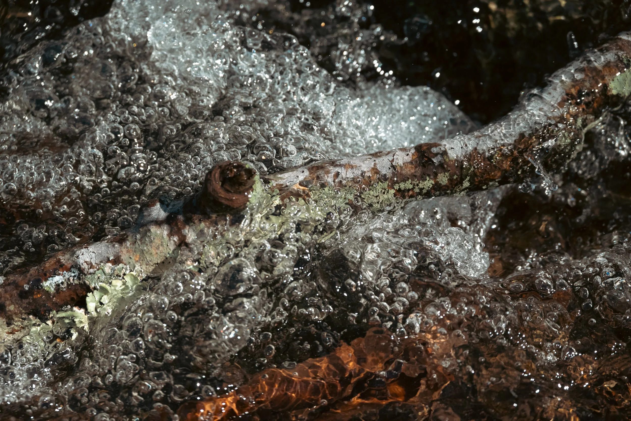 DSC_8691.jpg