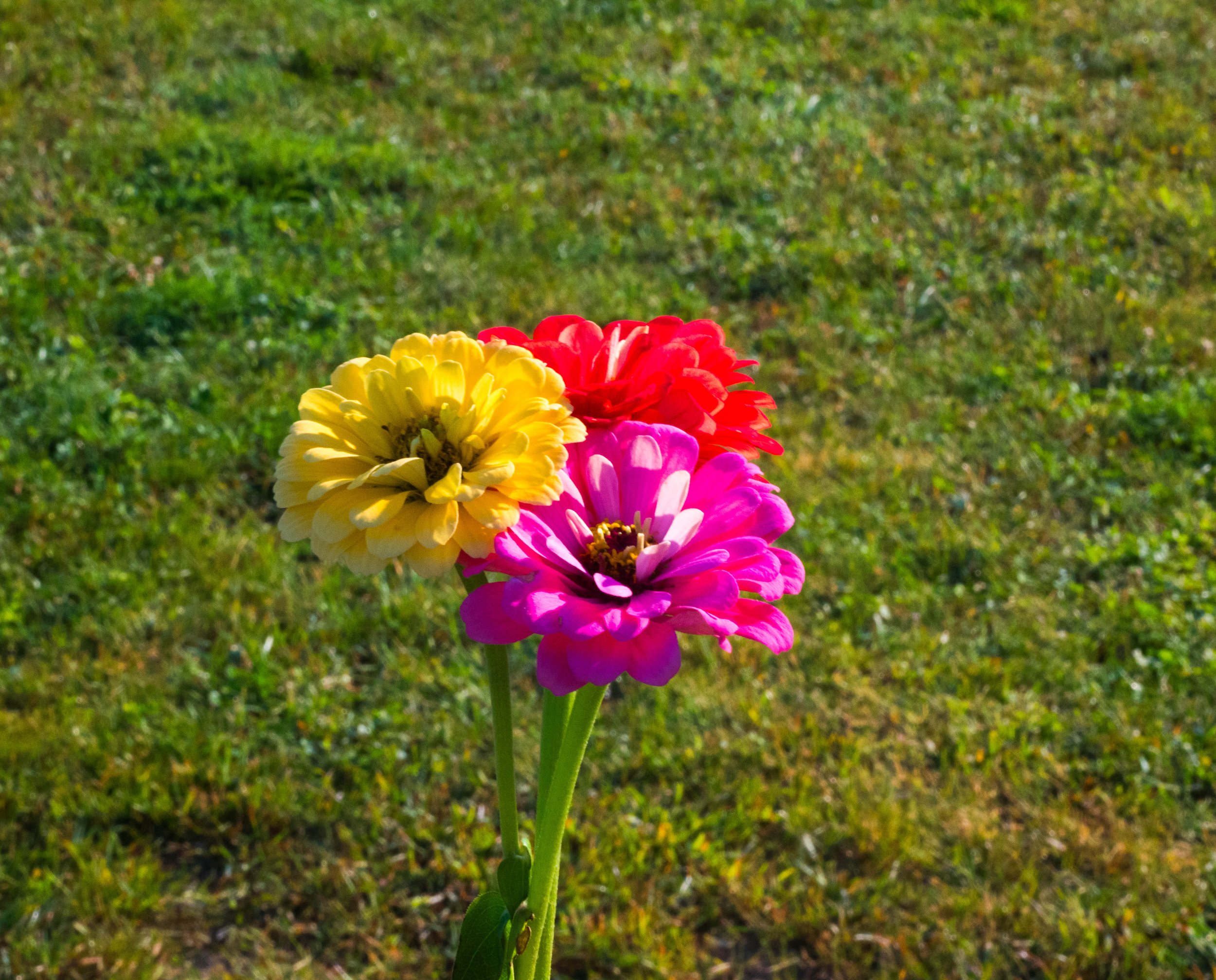 7.2 DSC_3934.jpg