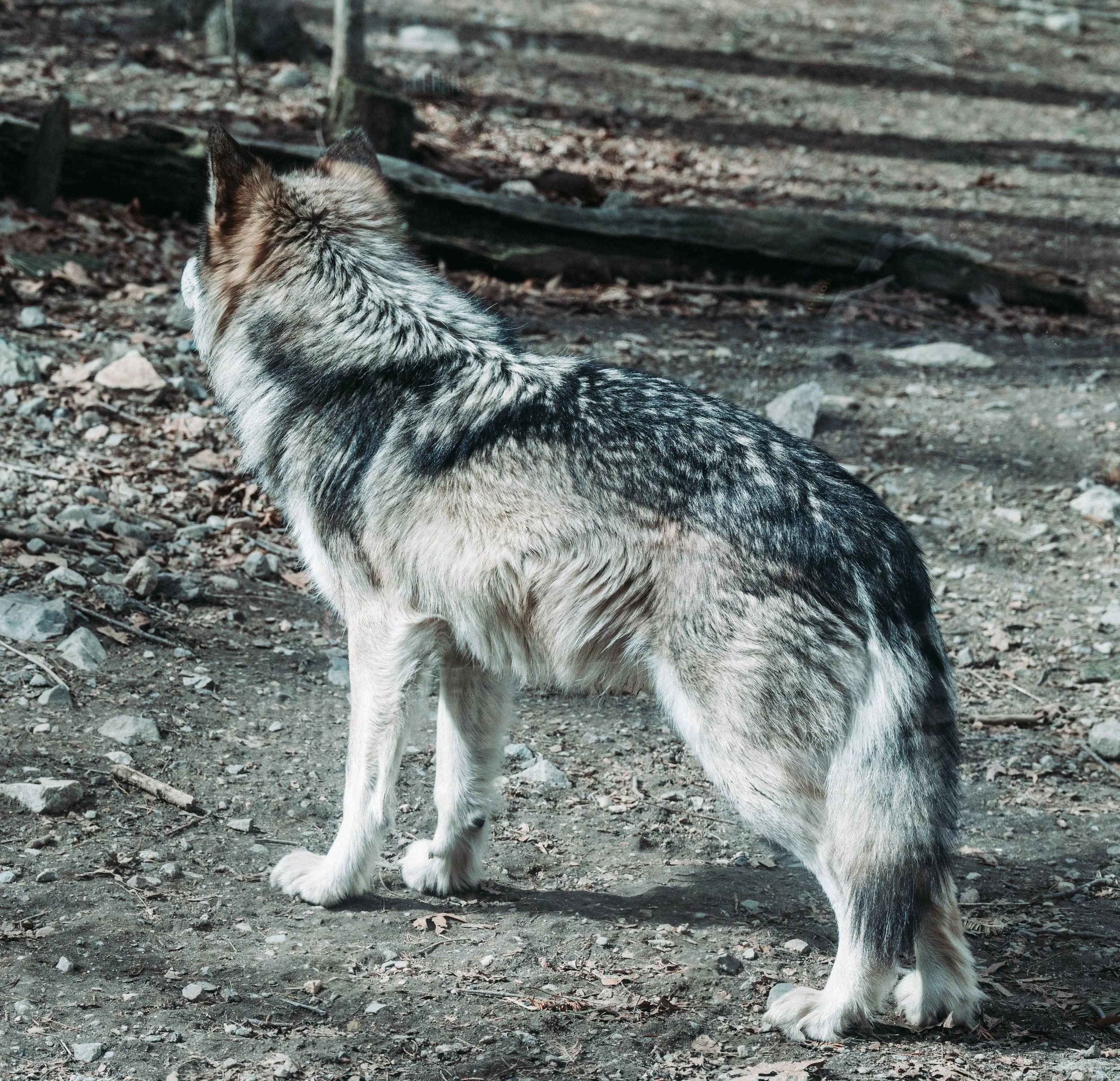 DSC_0764.jpg