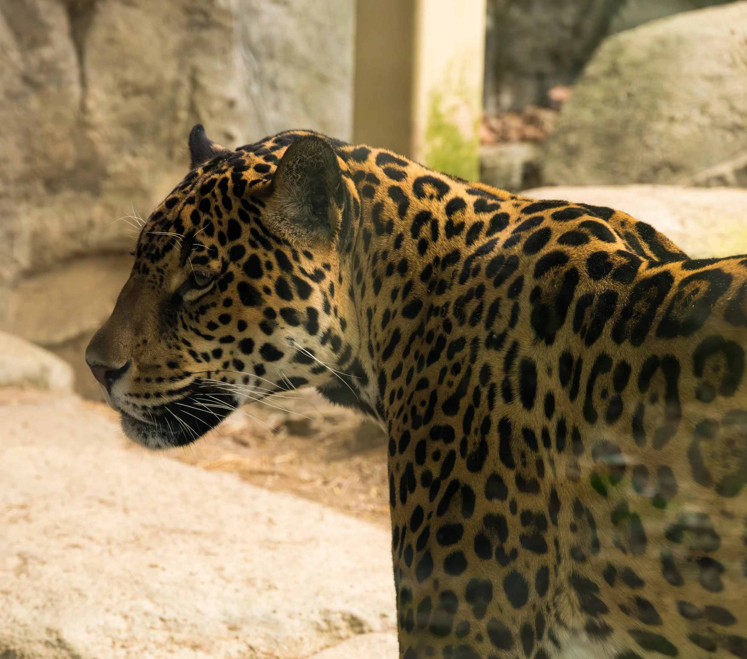 DSC_1016.jpg