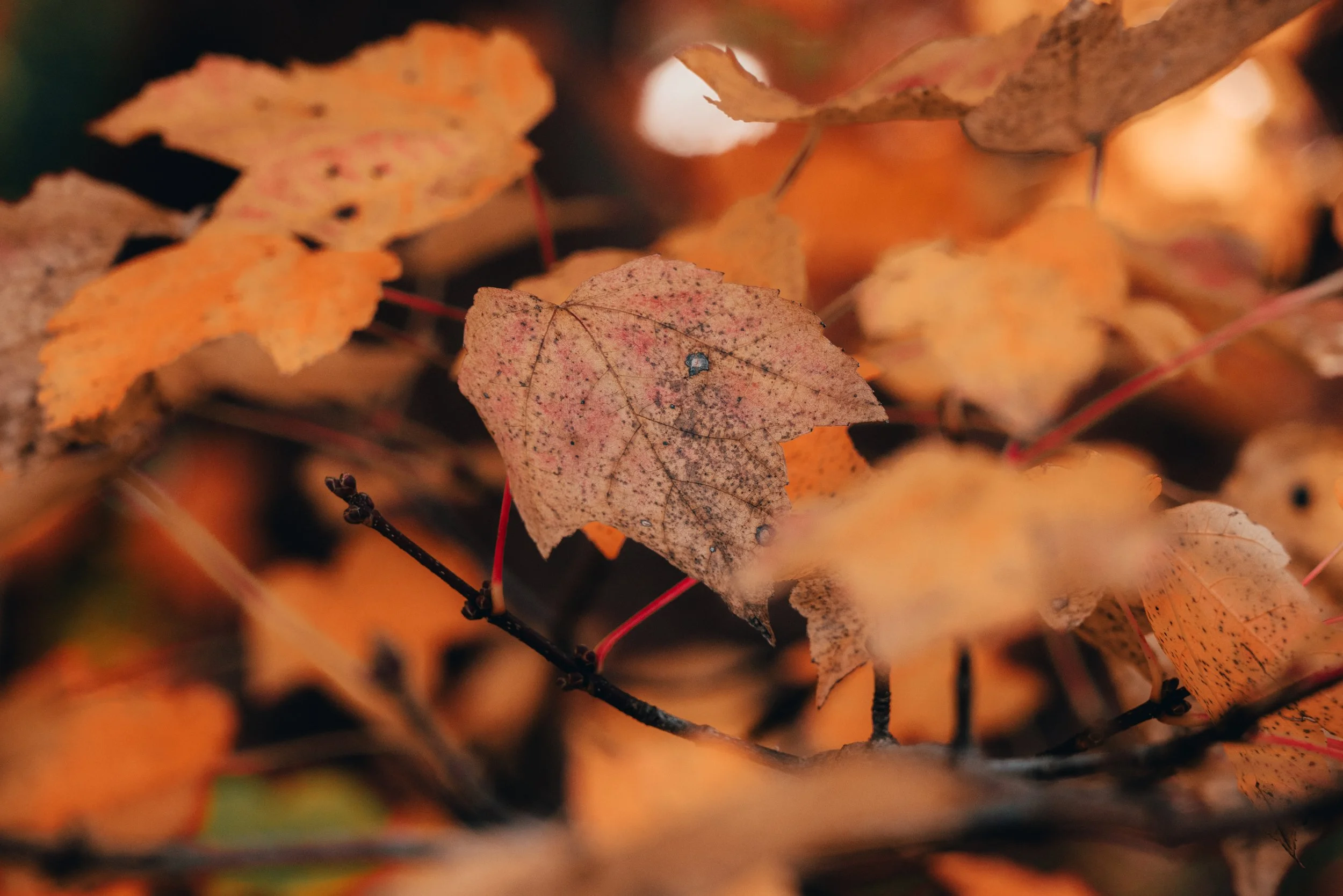 Elliana Jusczak Fall