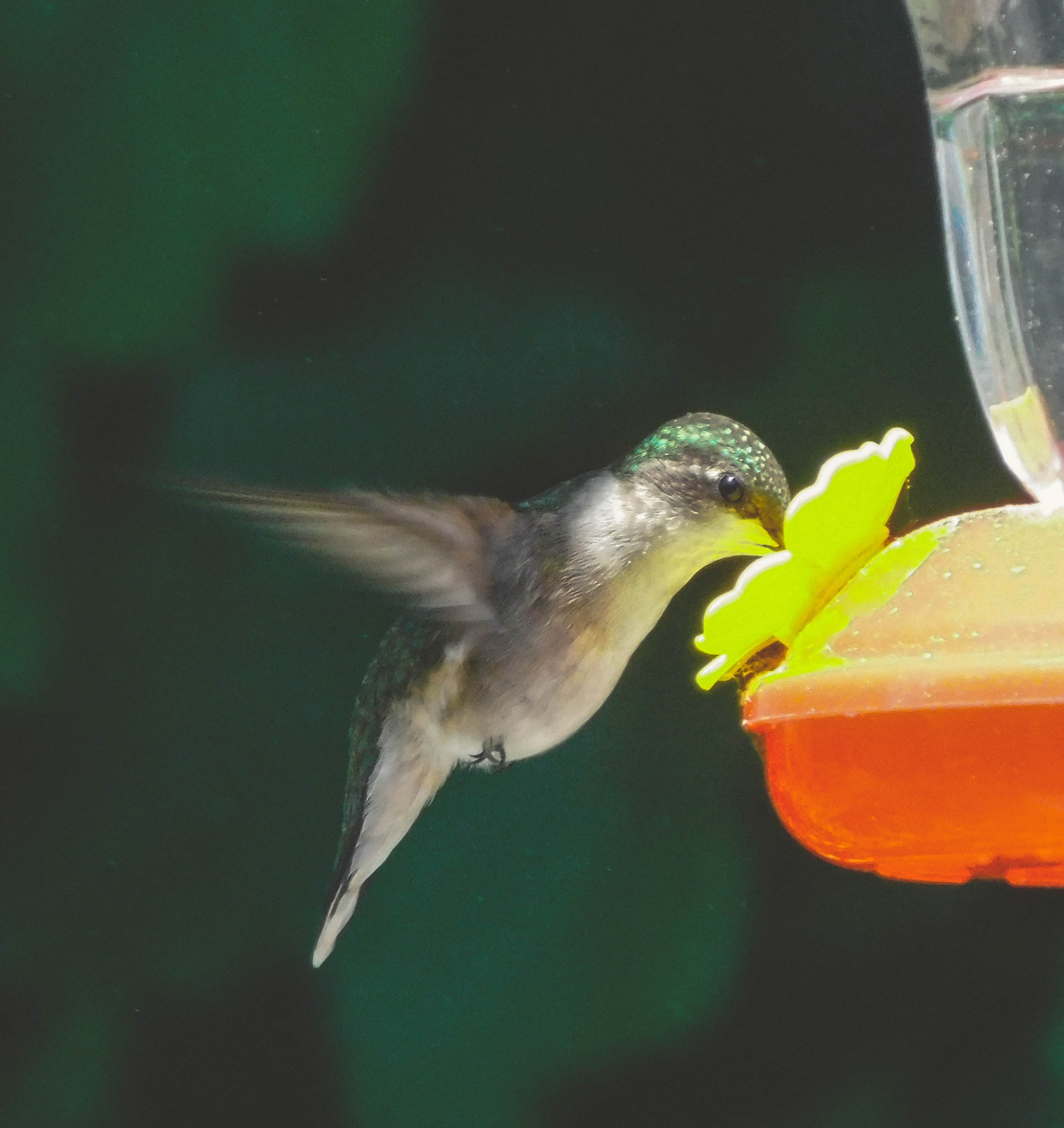 11_Hummingbird.jpg
