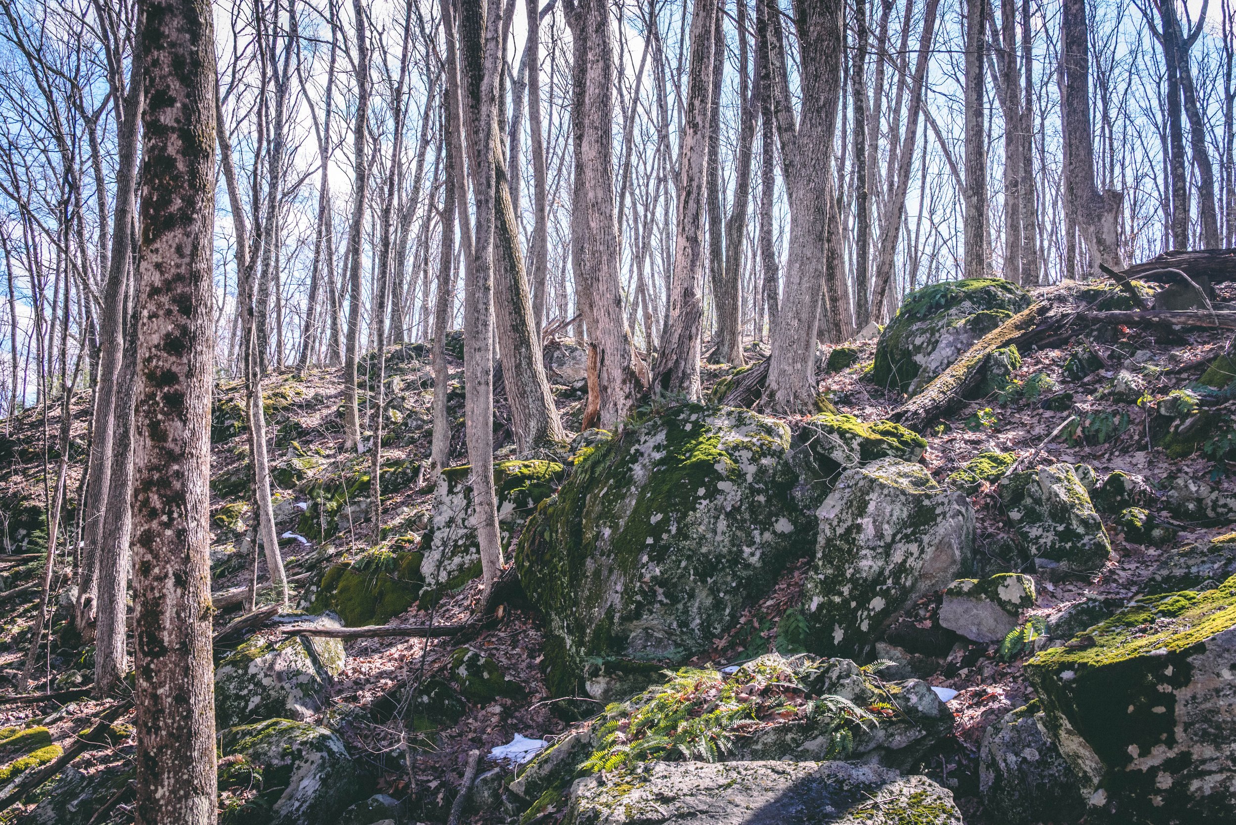 DSC_0166.jpg