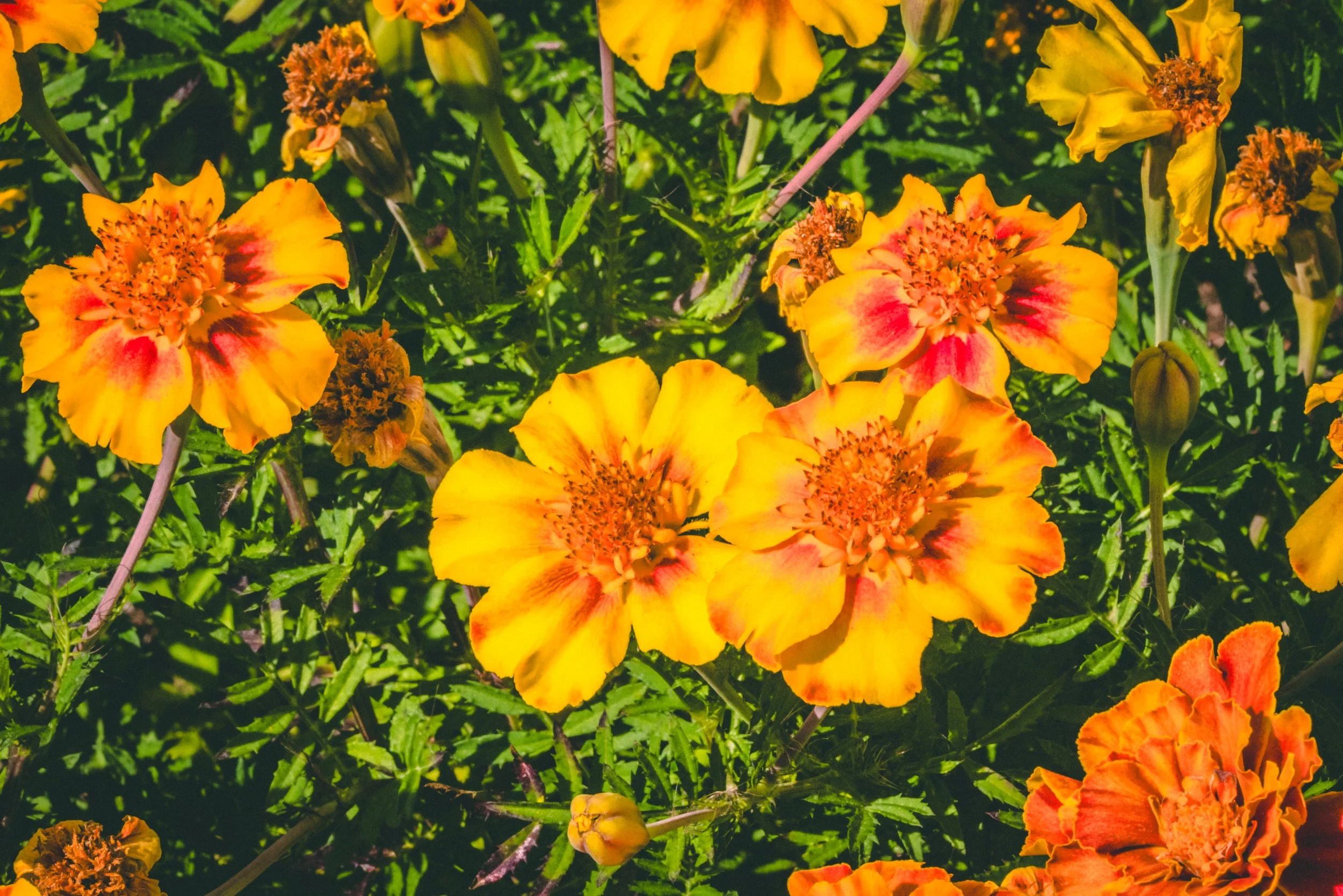 Marielle Cavallo - Nature