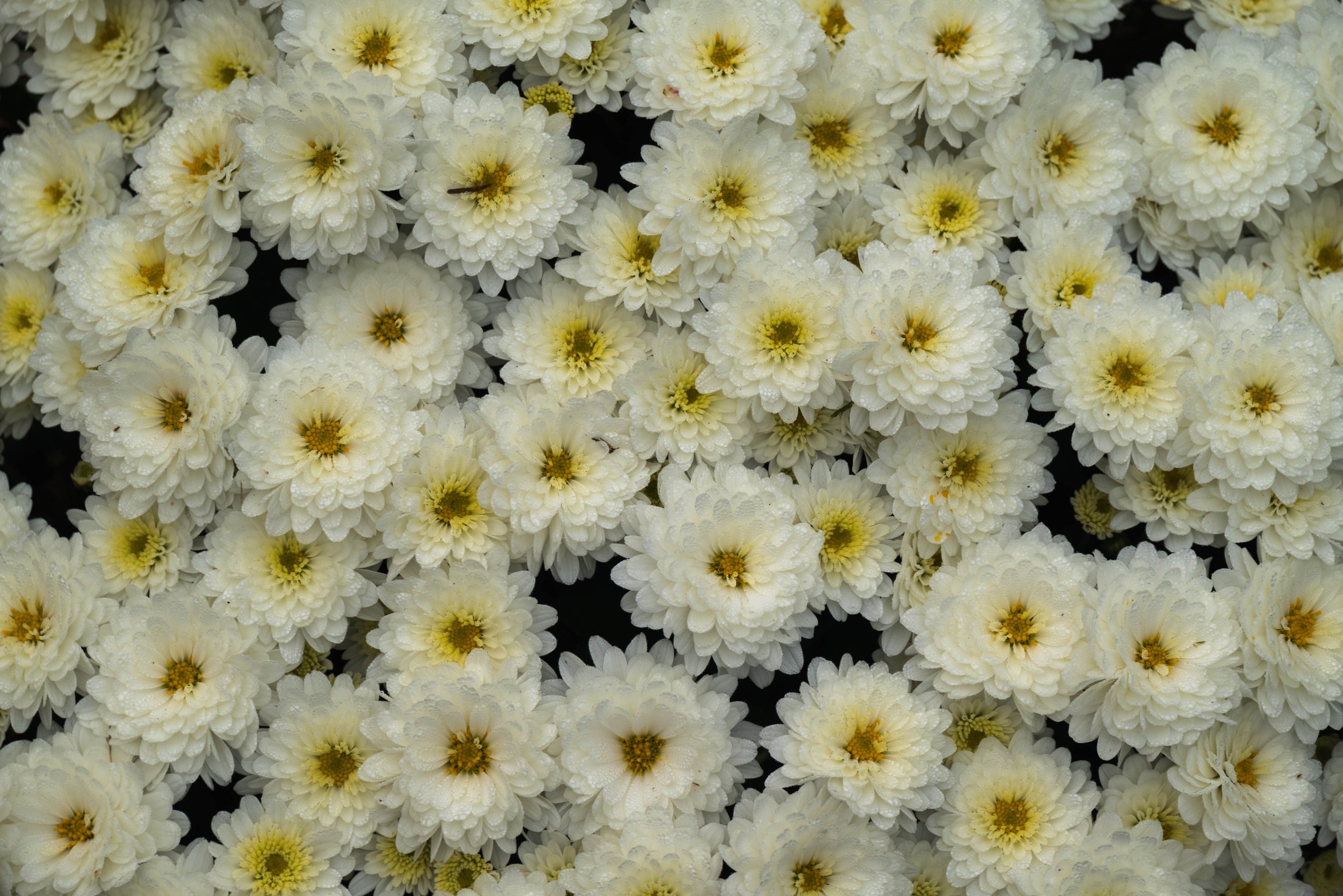 10-DSC_5362.jpg
