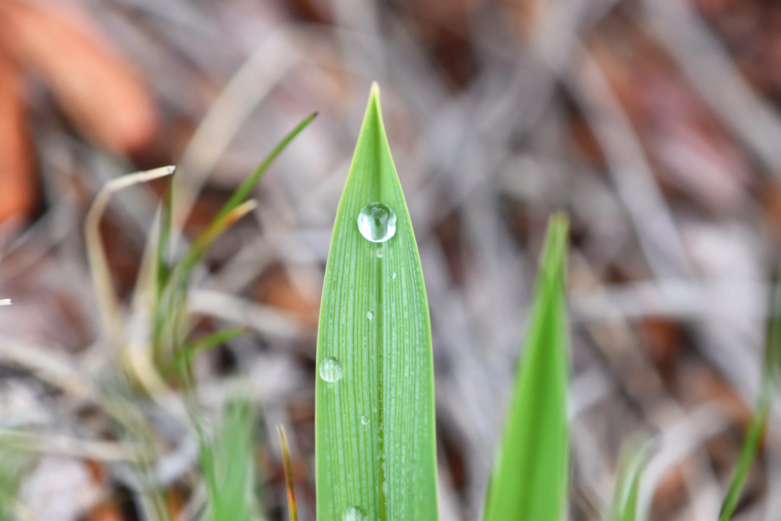 DSC_00024.jpg