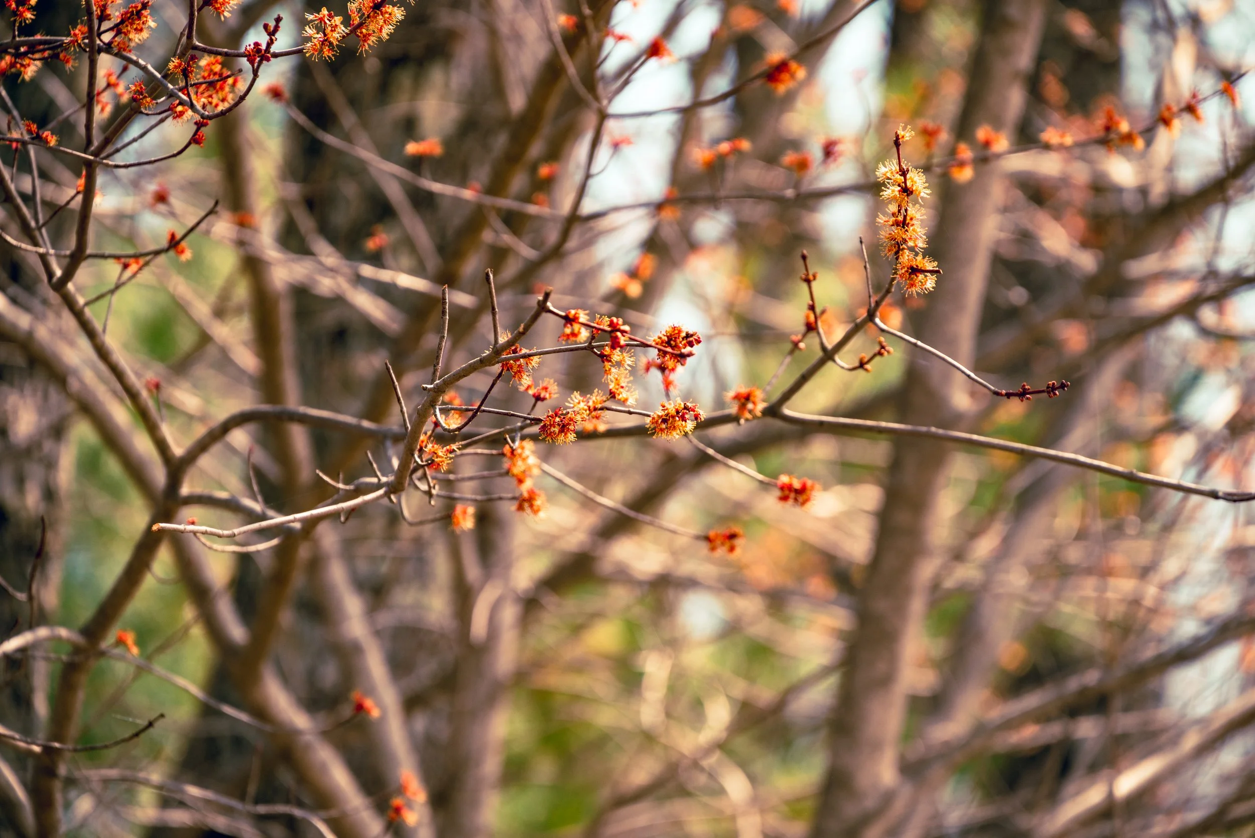 DSC_1299-3.jpg