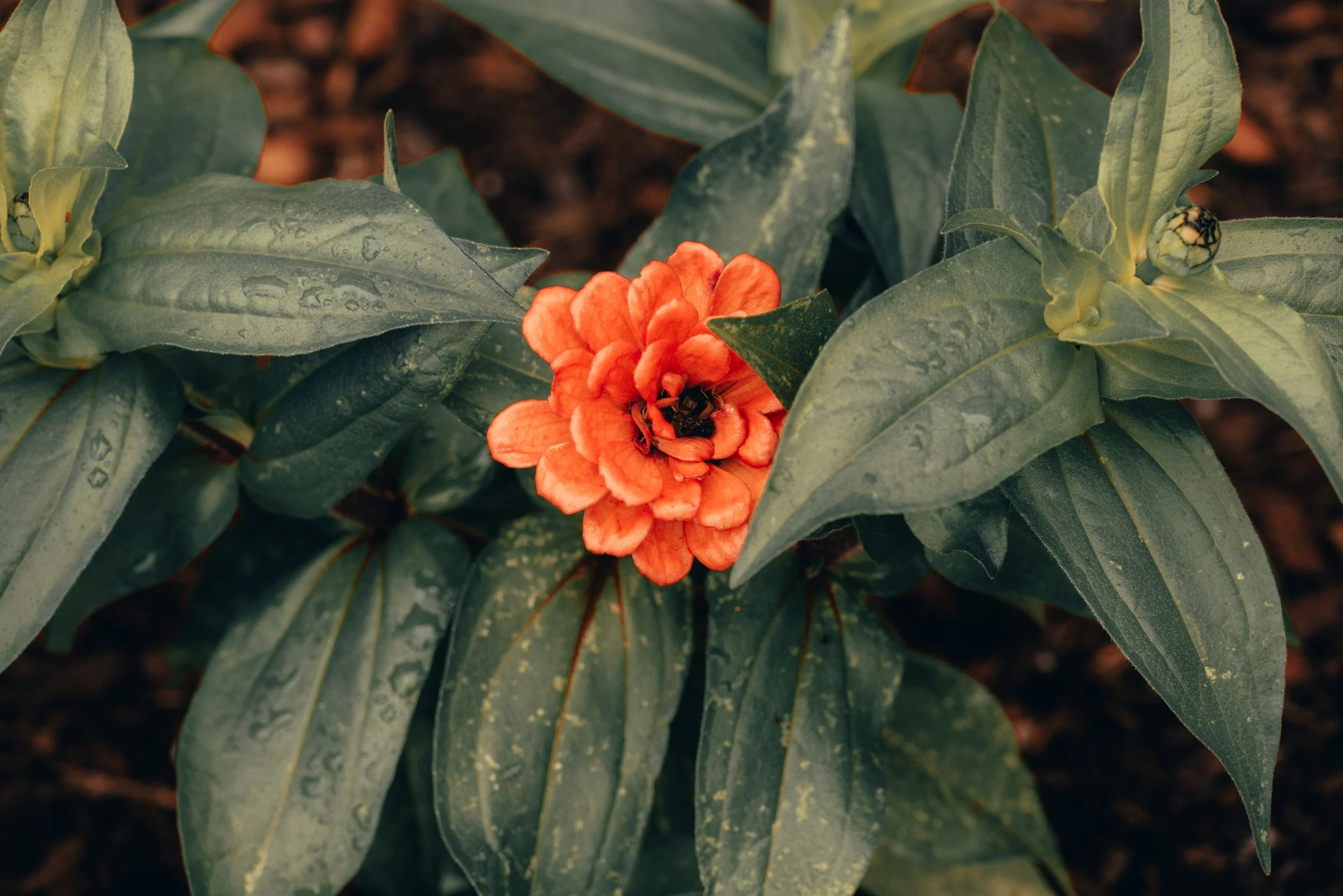 Max Perlberg - Nature