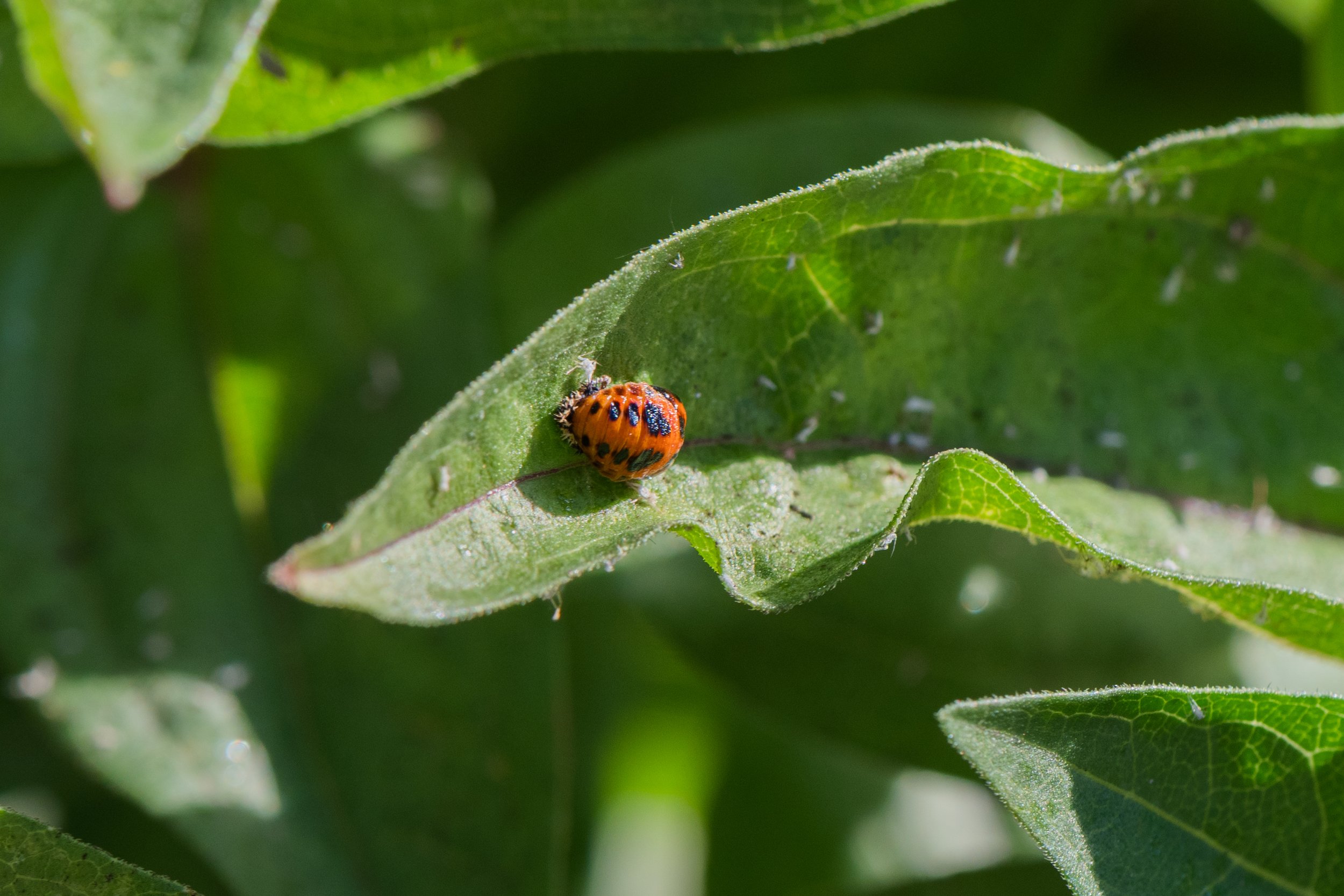 10_DSC_0388.jpg