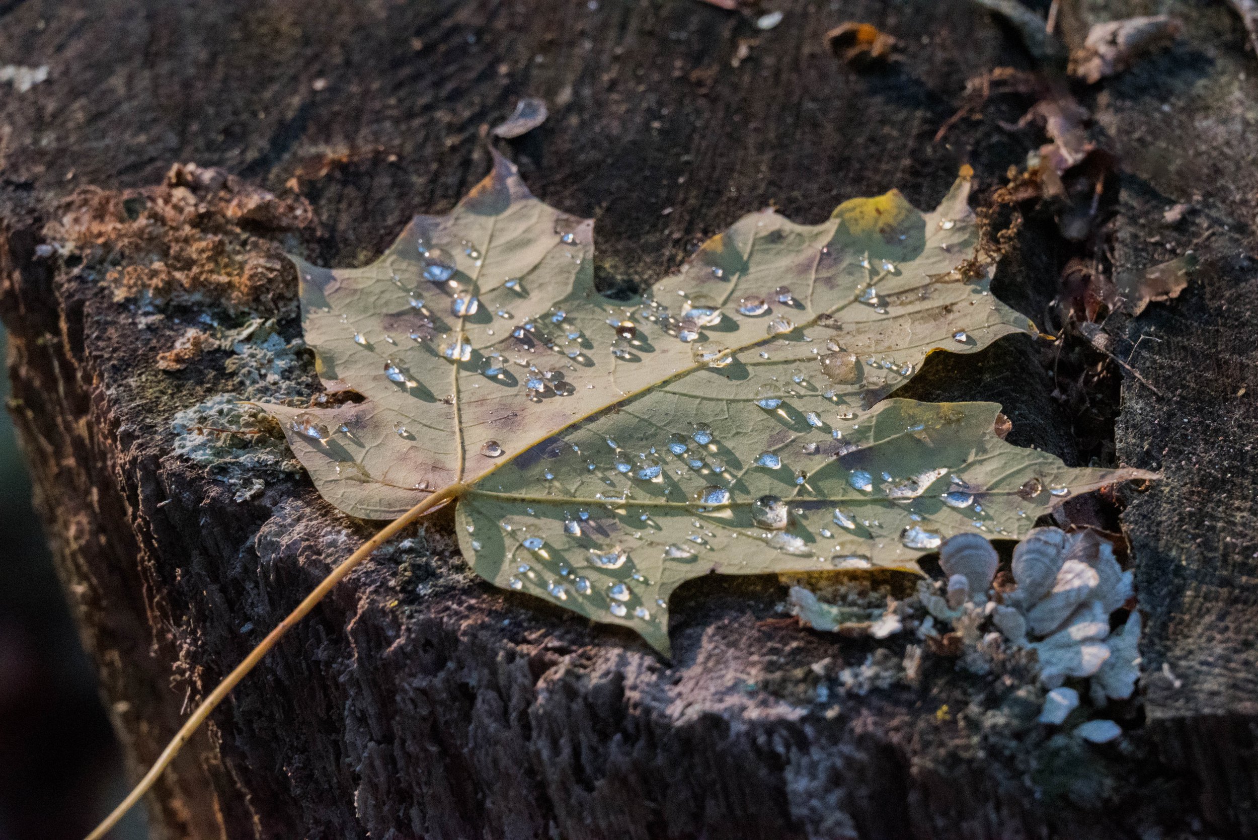 3-DSC_1828.jpg