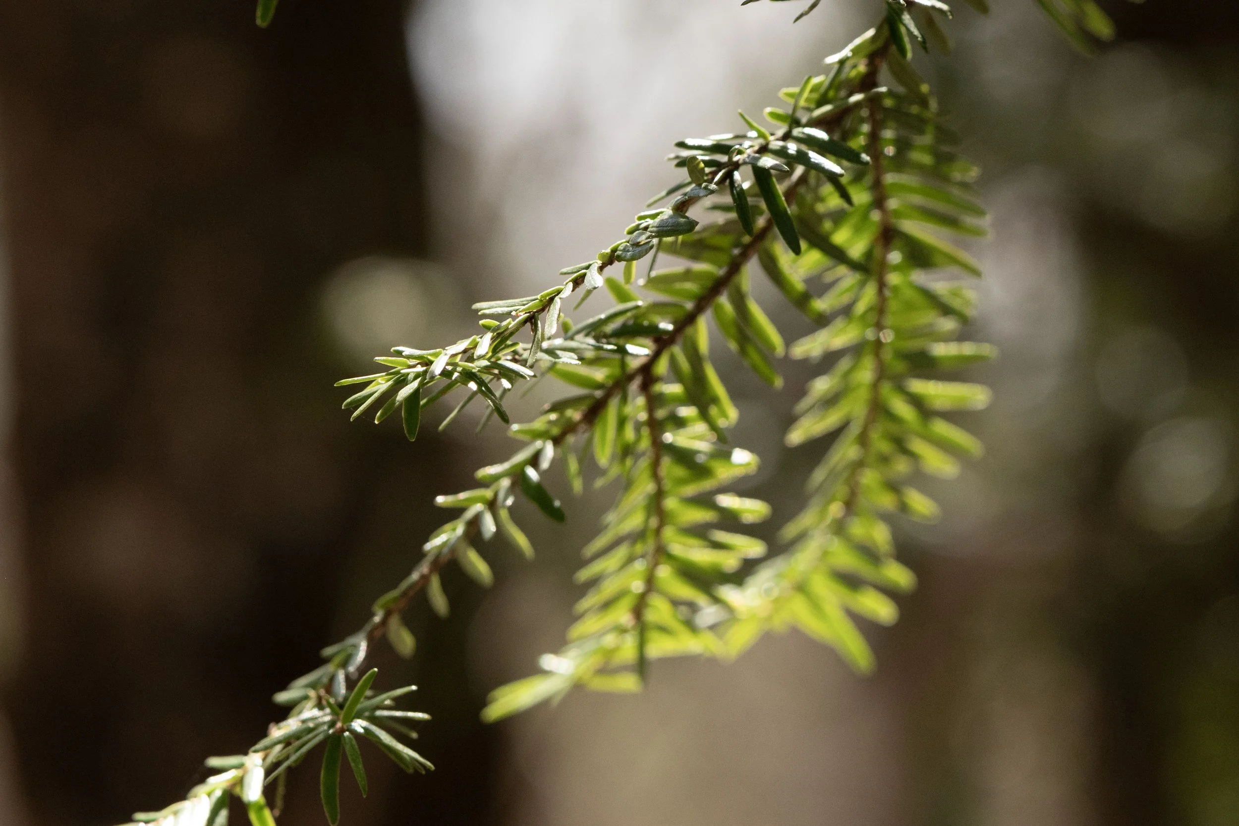 DSC_1379 copy.jpg