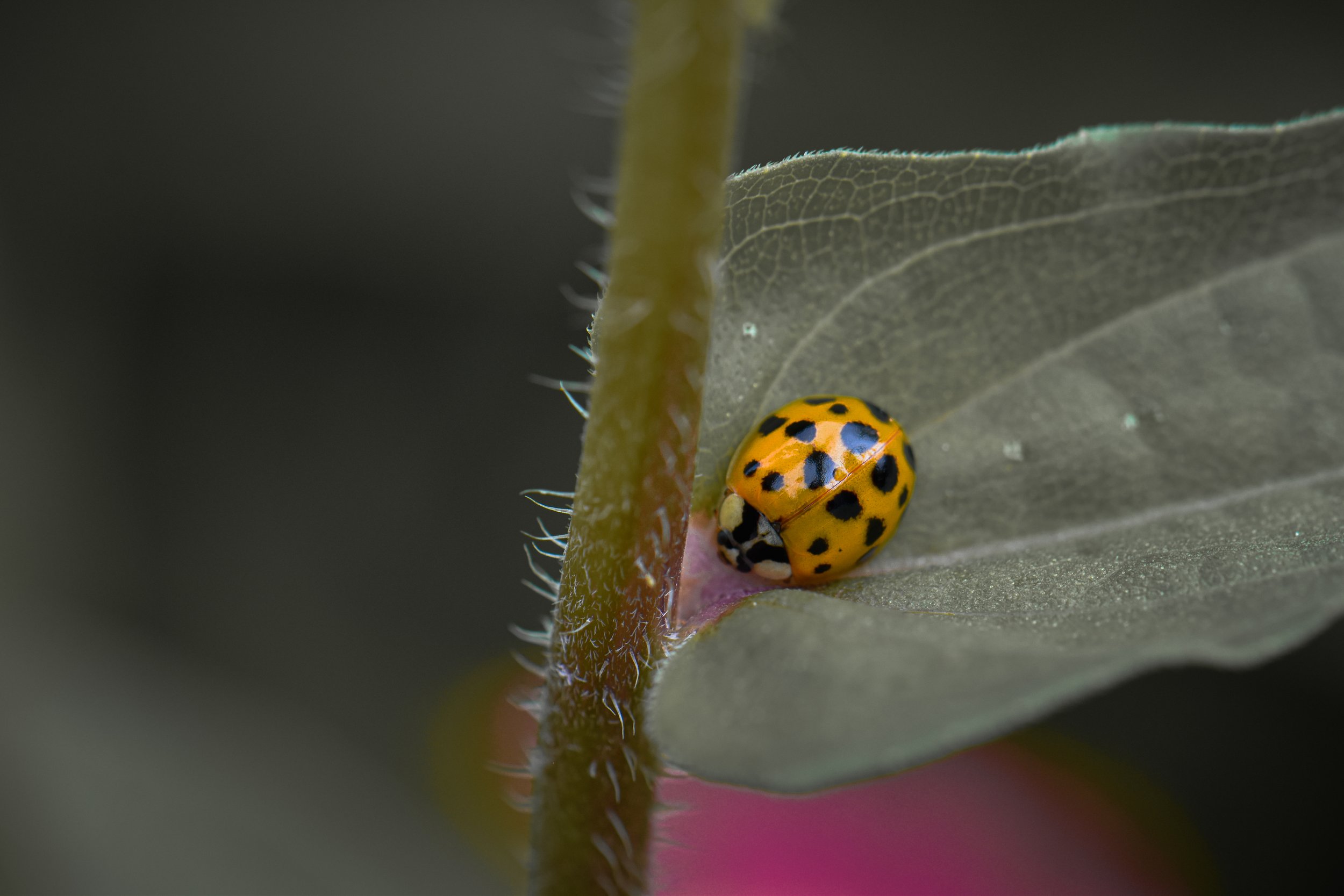 DSC_0002.jpg