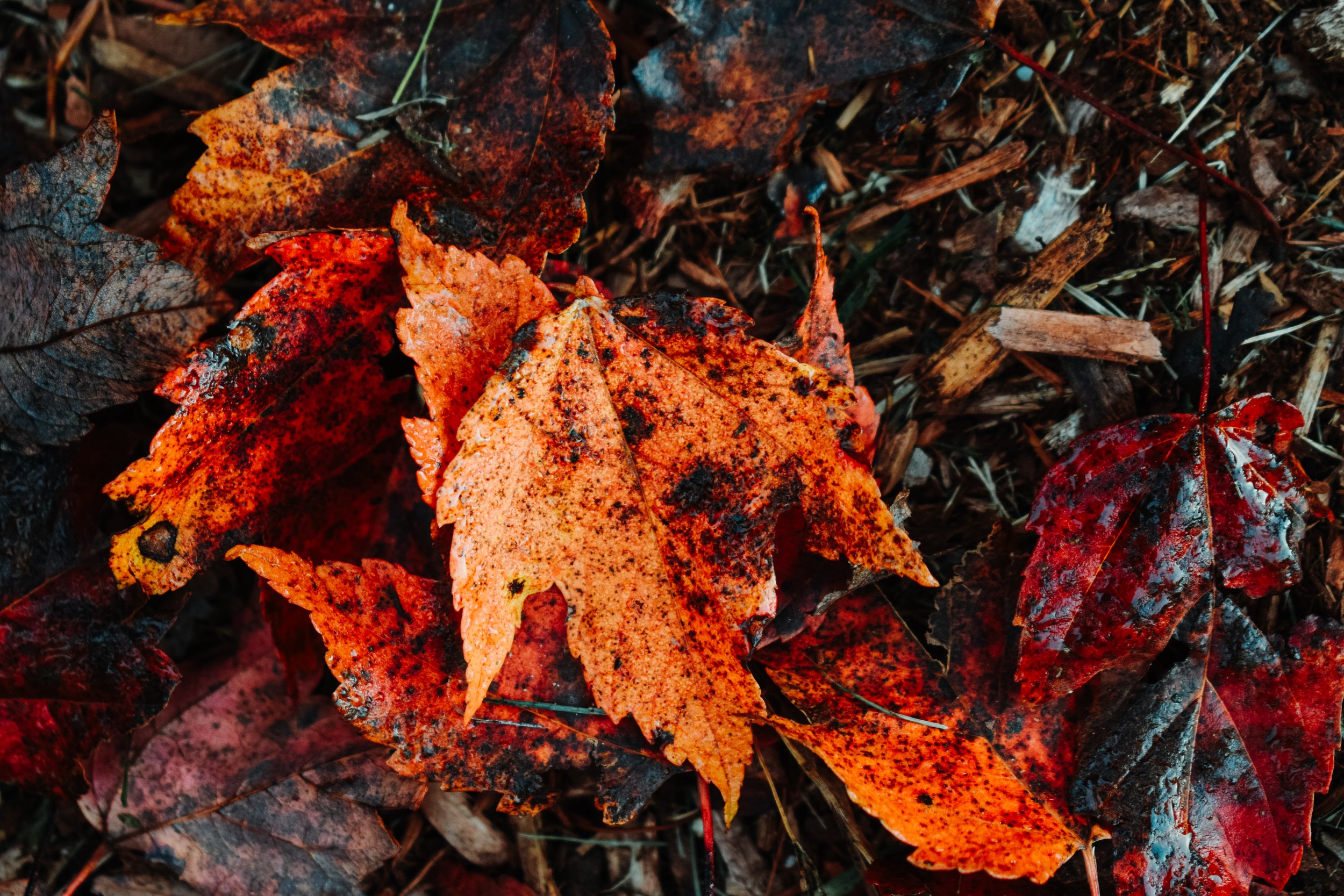 17_DSC_0019.jpg
