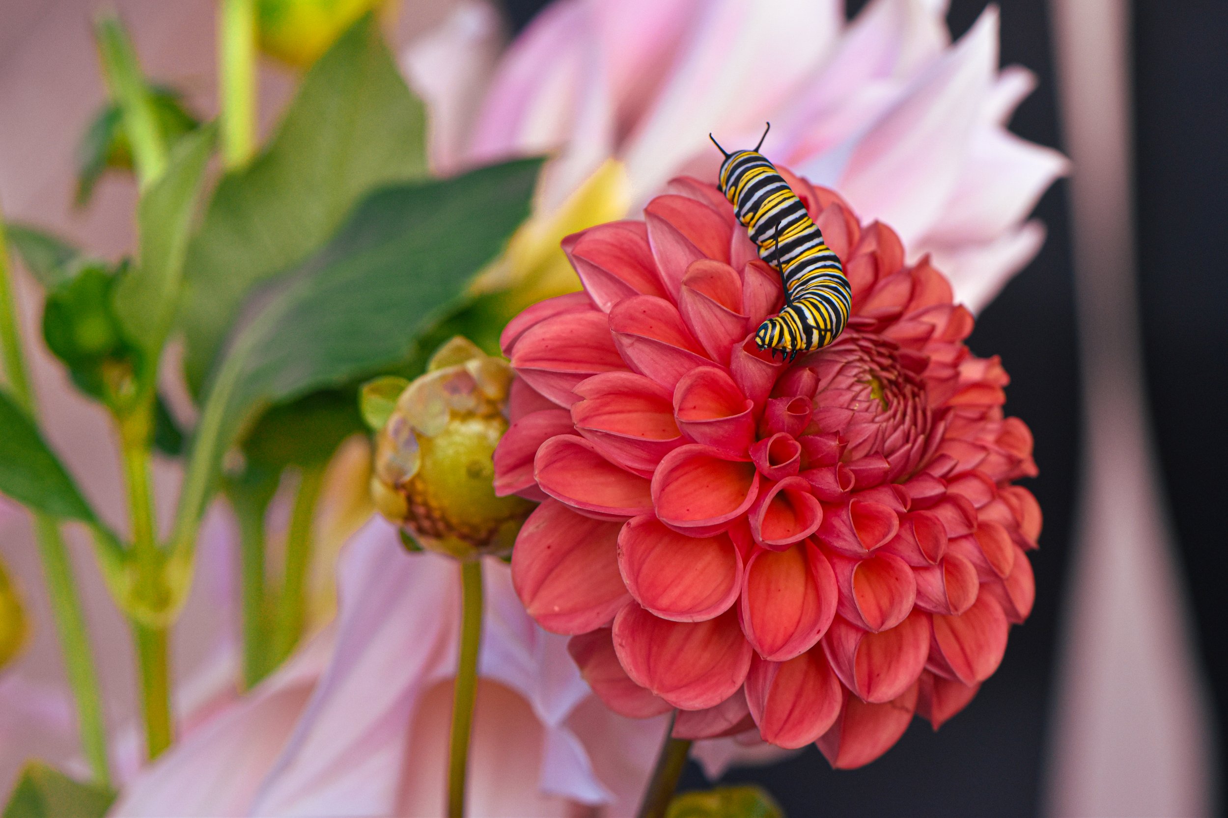 16_DSC_0055.jpg
