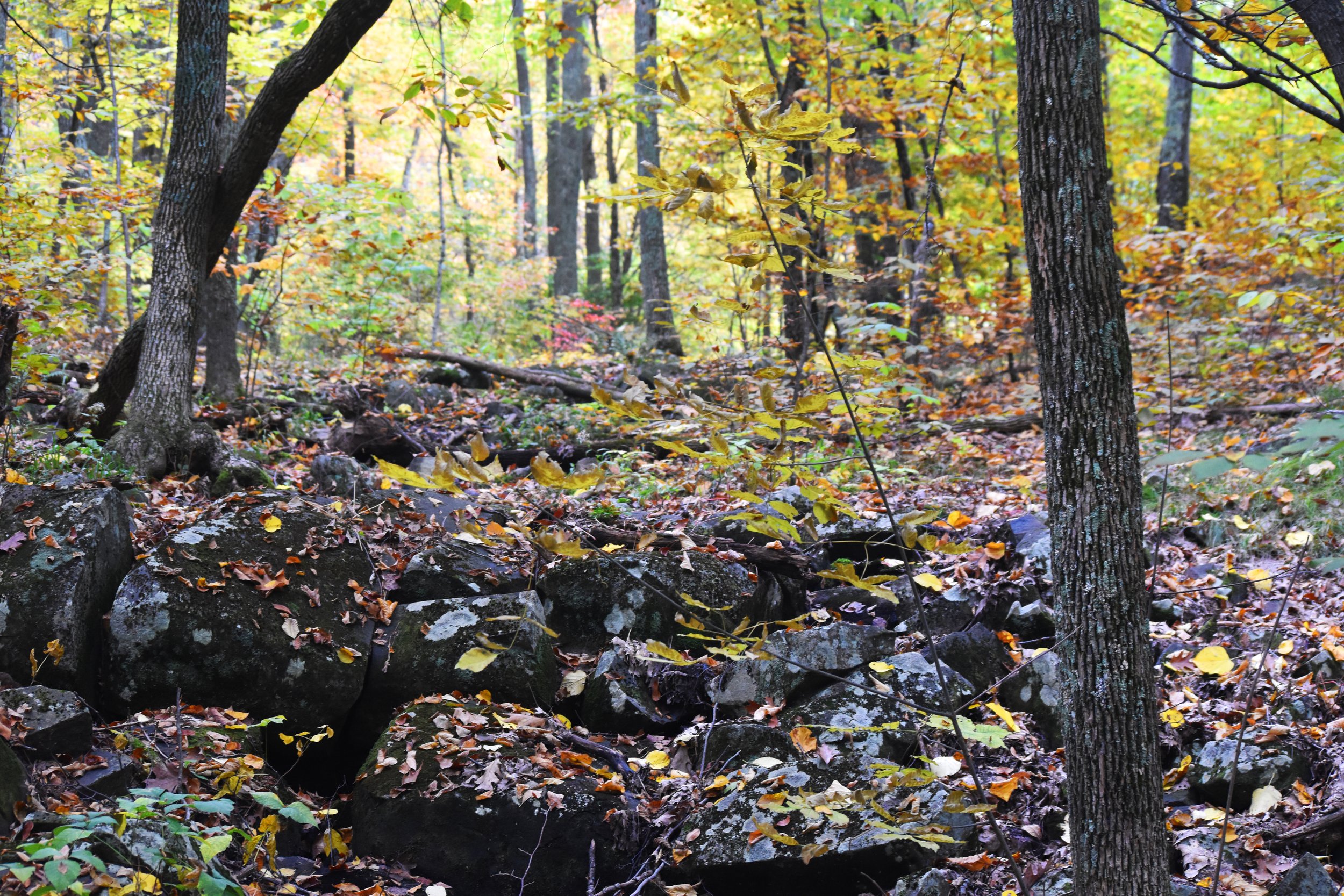 DSC_0056 copy.jpg