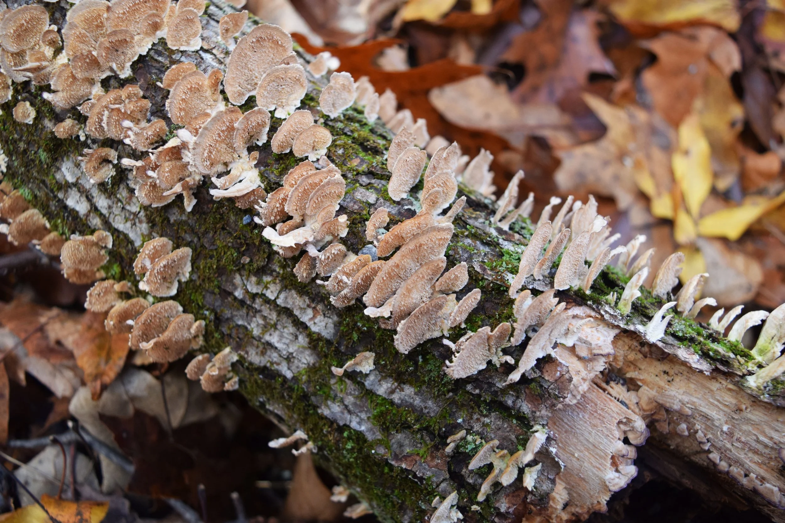 Copy of DSC_0165.jpg