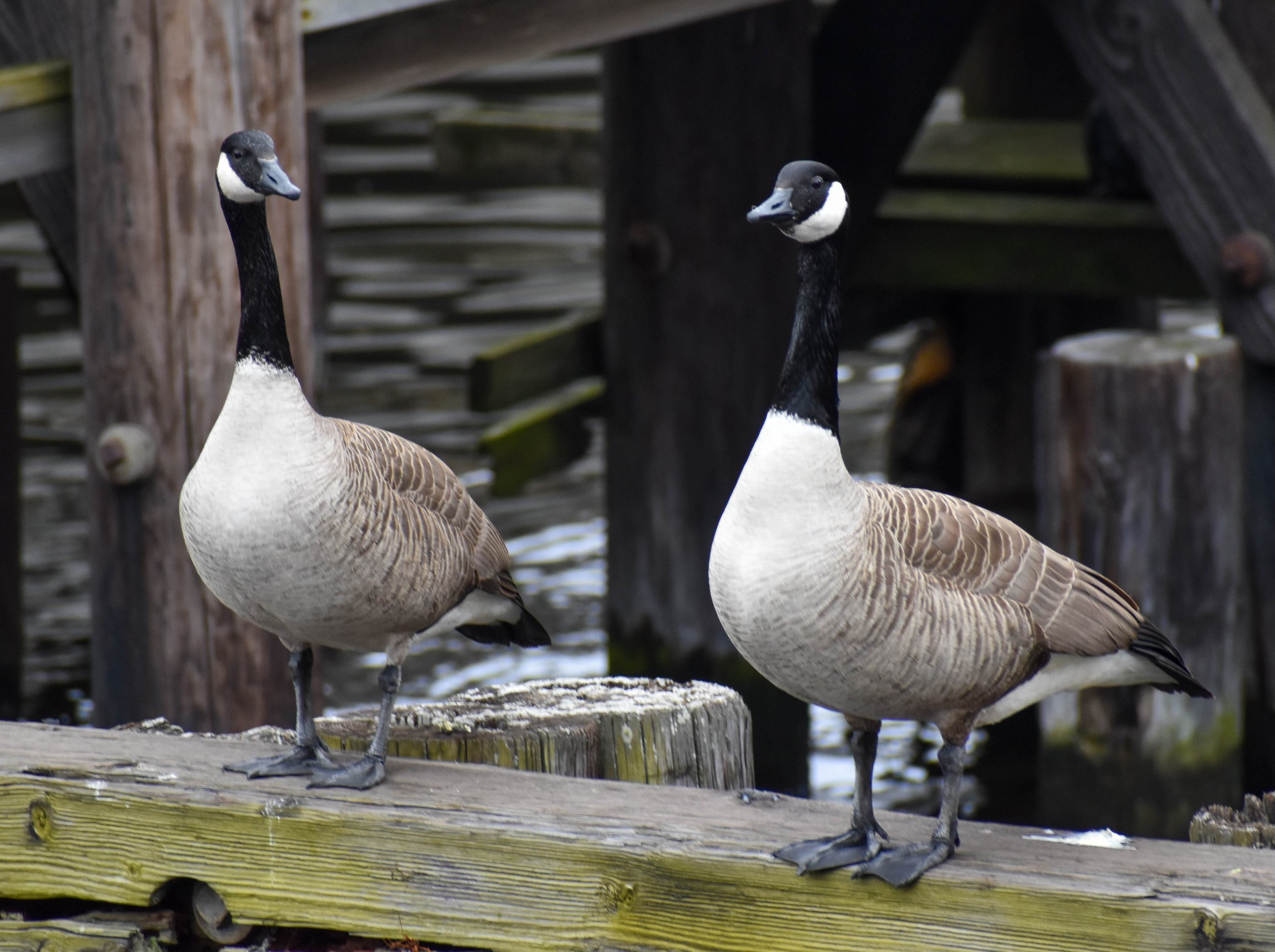 8_Canadian-Geese.jpg