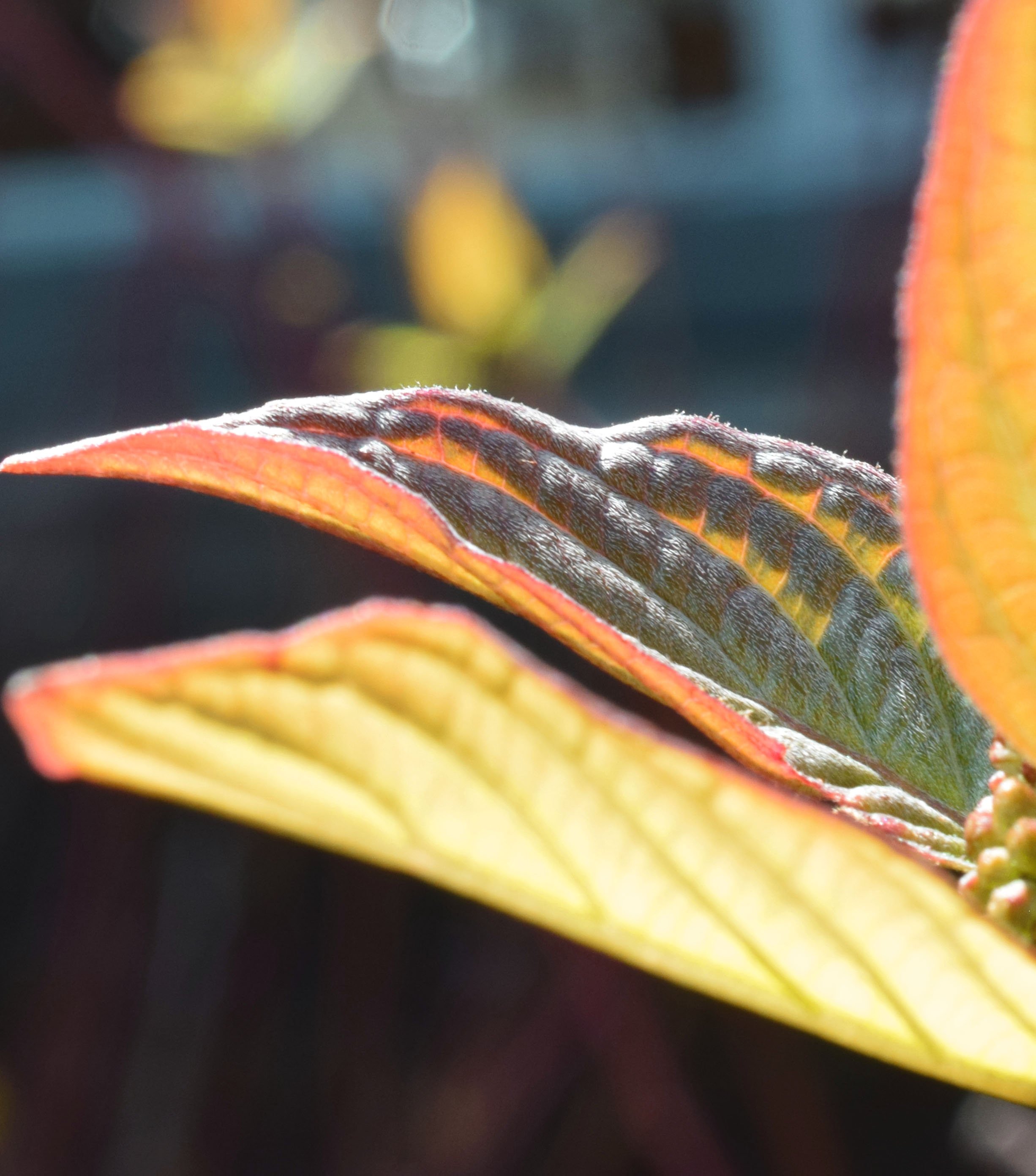 Leaf .jpg