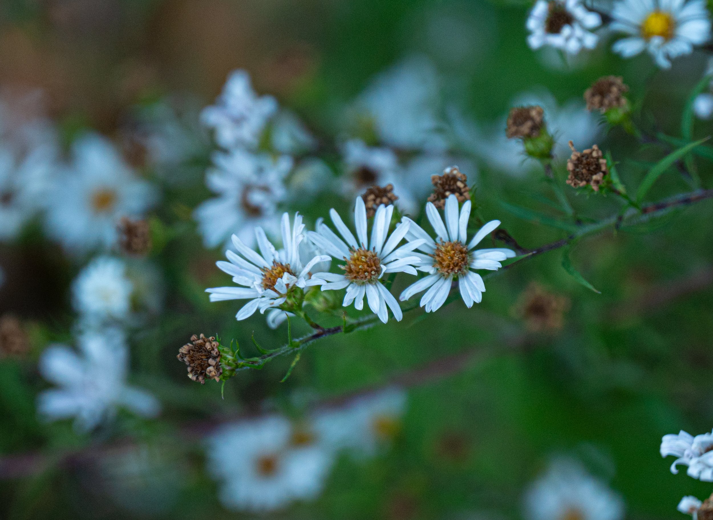 DSC_5610.jpg