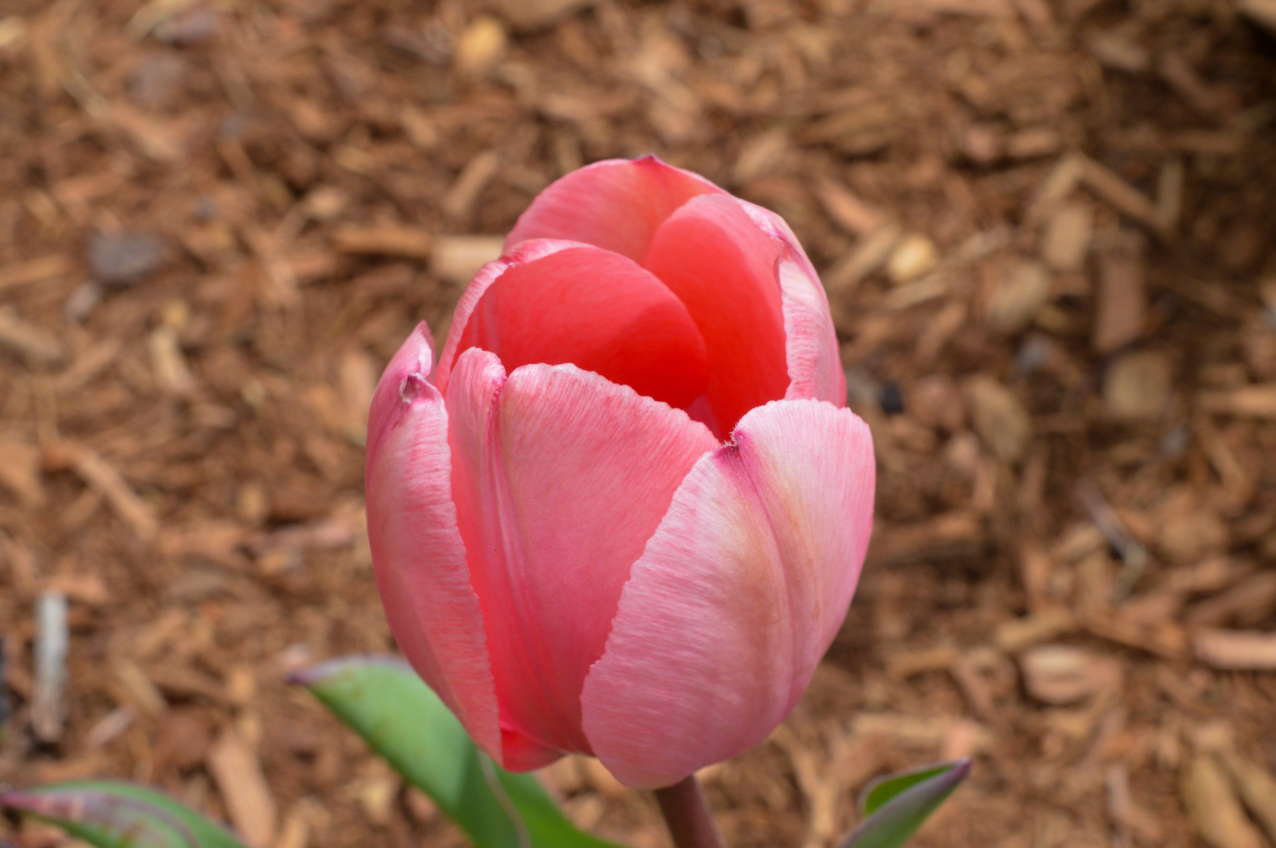 DSC_0049.jpg