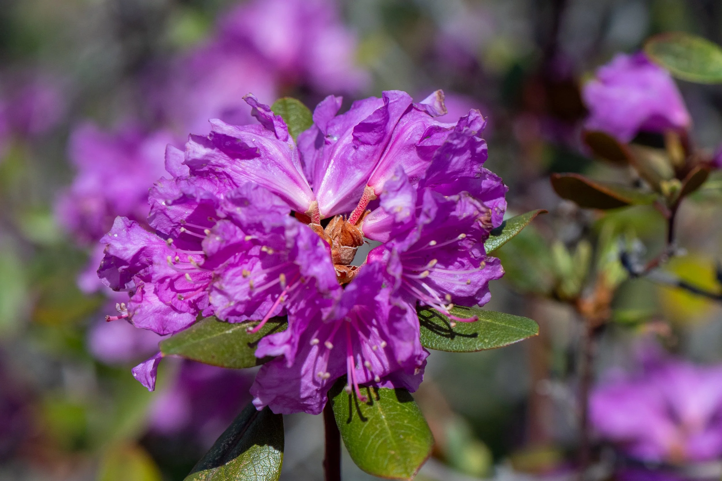 DSC_8852.jpg