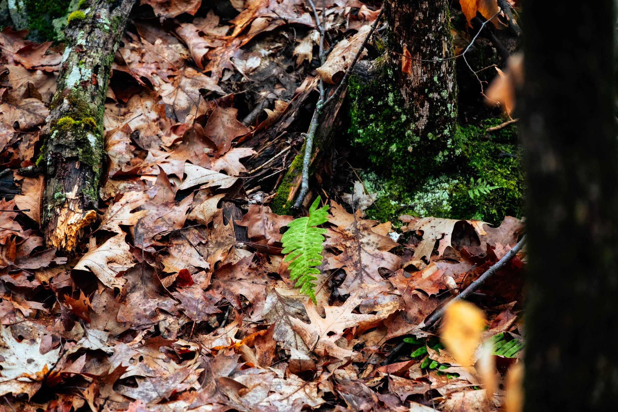 DSC_6130-3.jpg