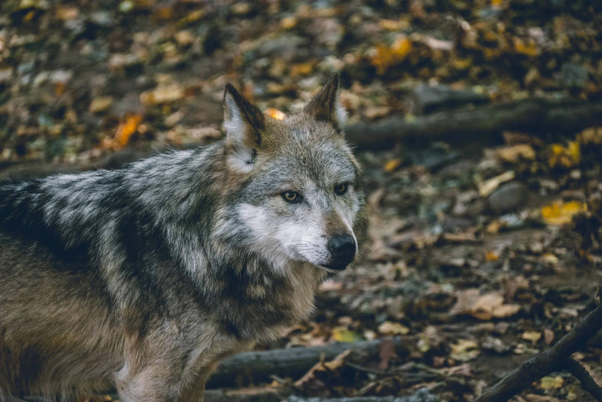 Matthew Petersen Zoo