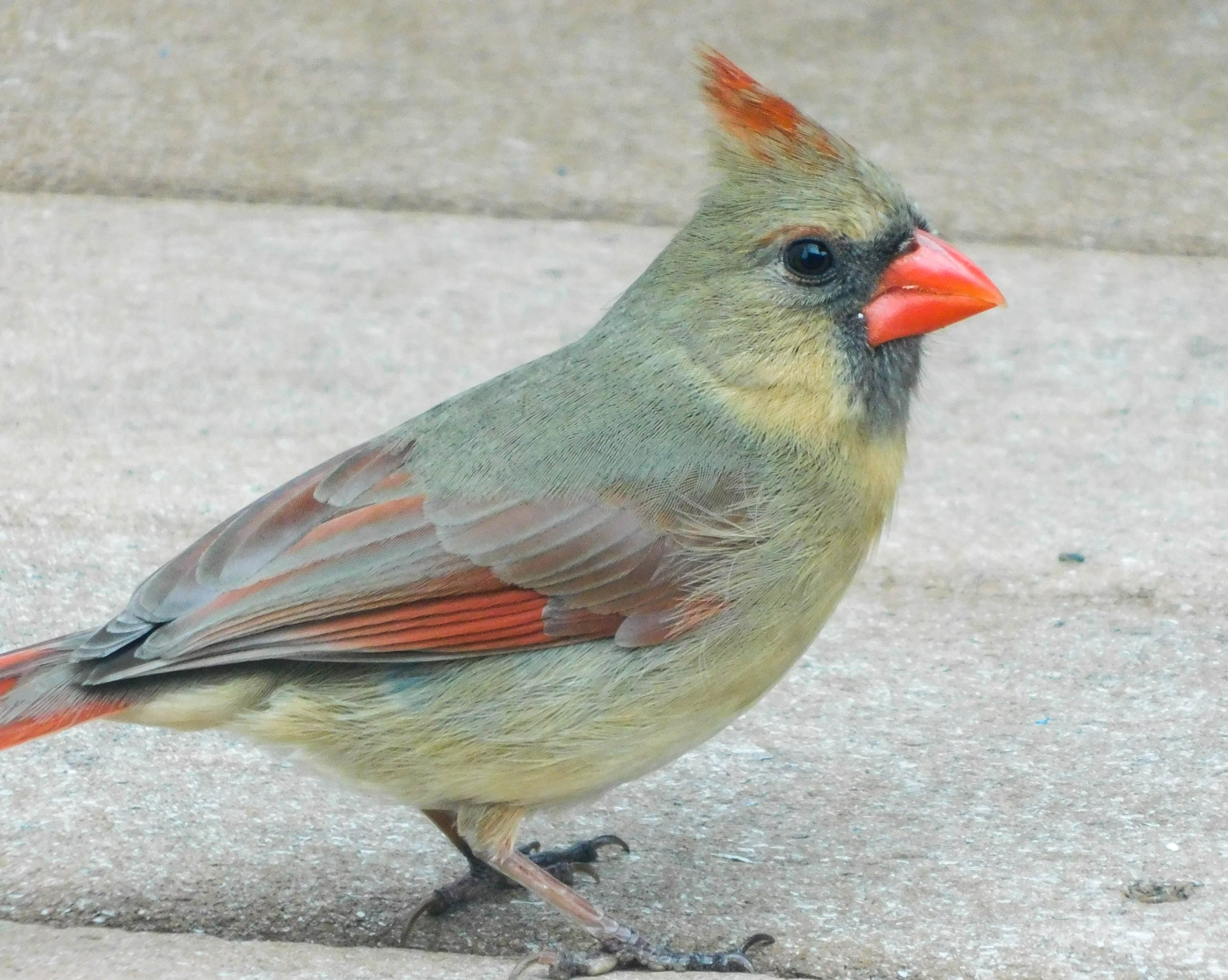 5_Red-Cardinal.jpg