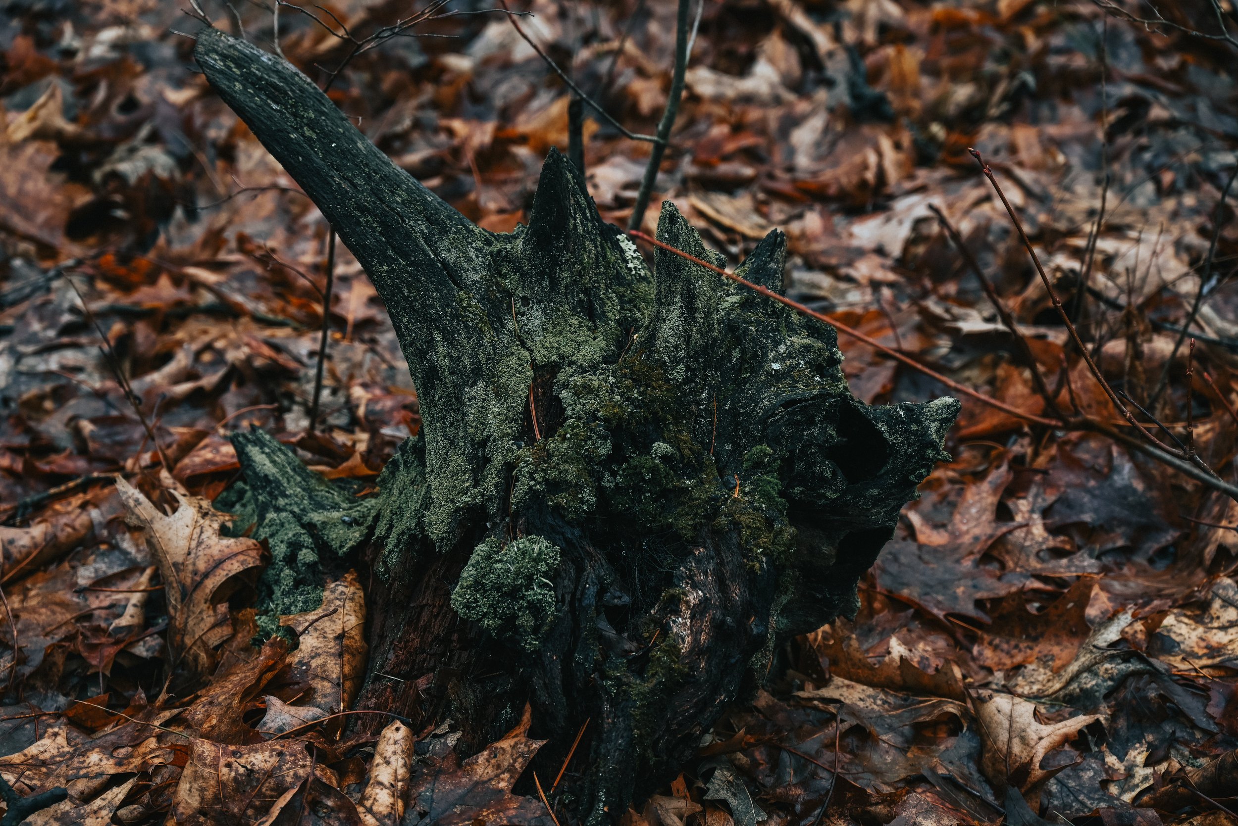 DSC_6607.jpg