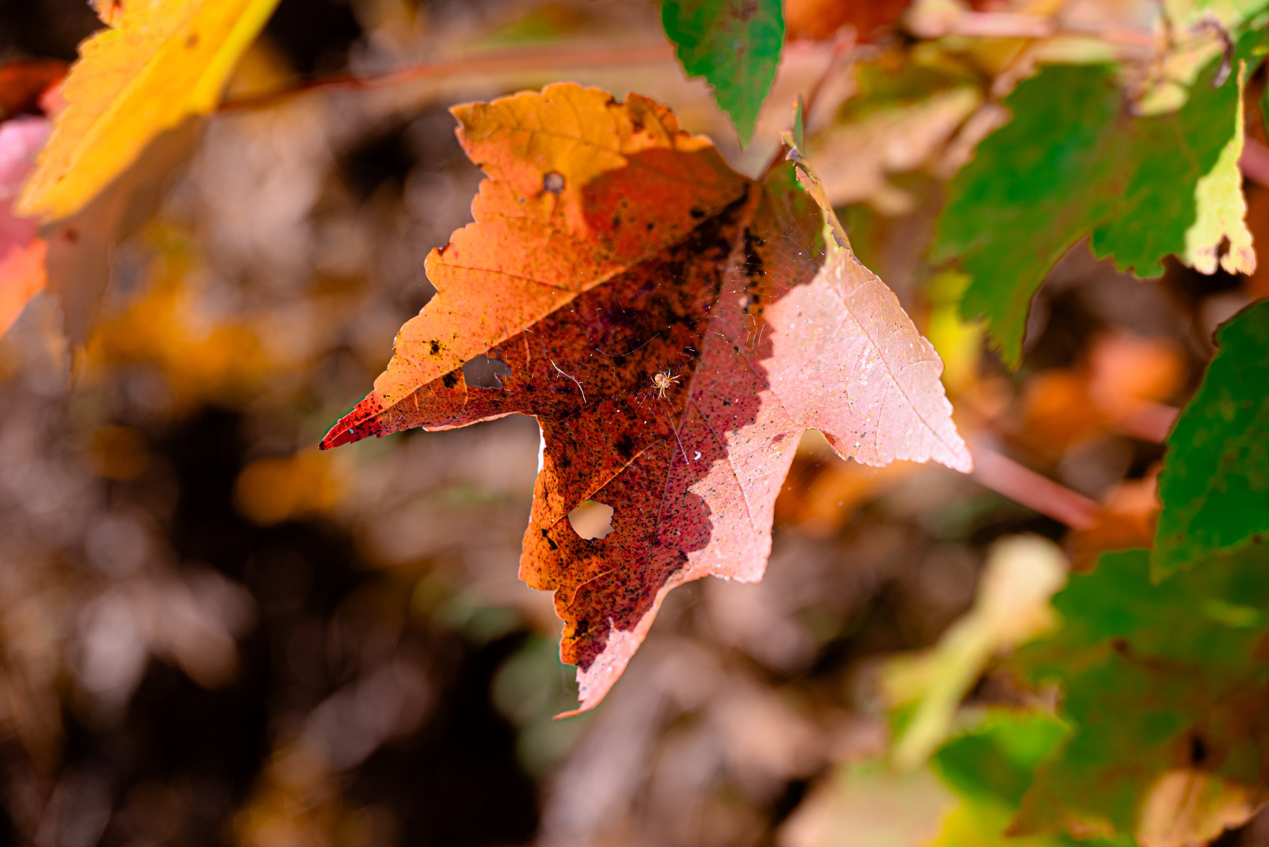 22_DSC_0213.jpg