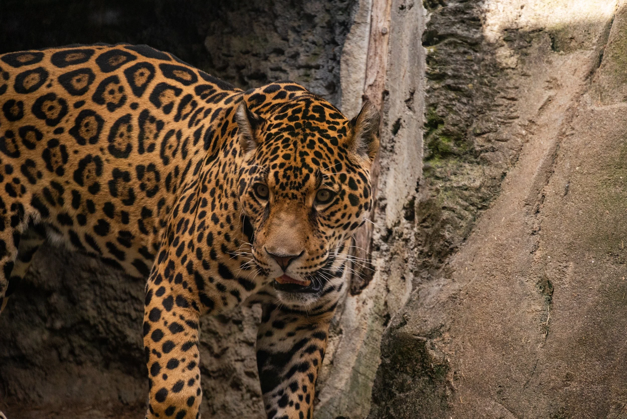 DSC_0554-2.jpg