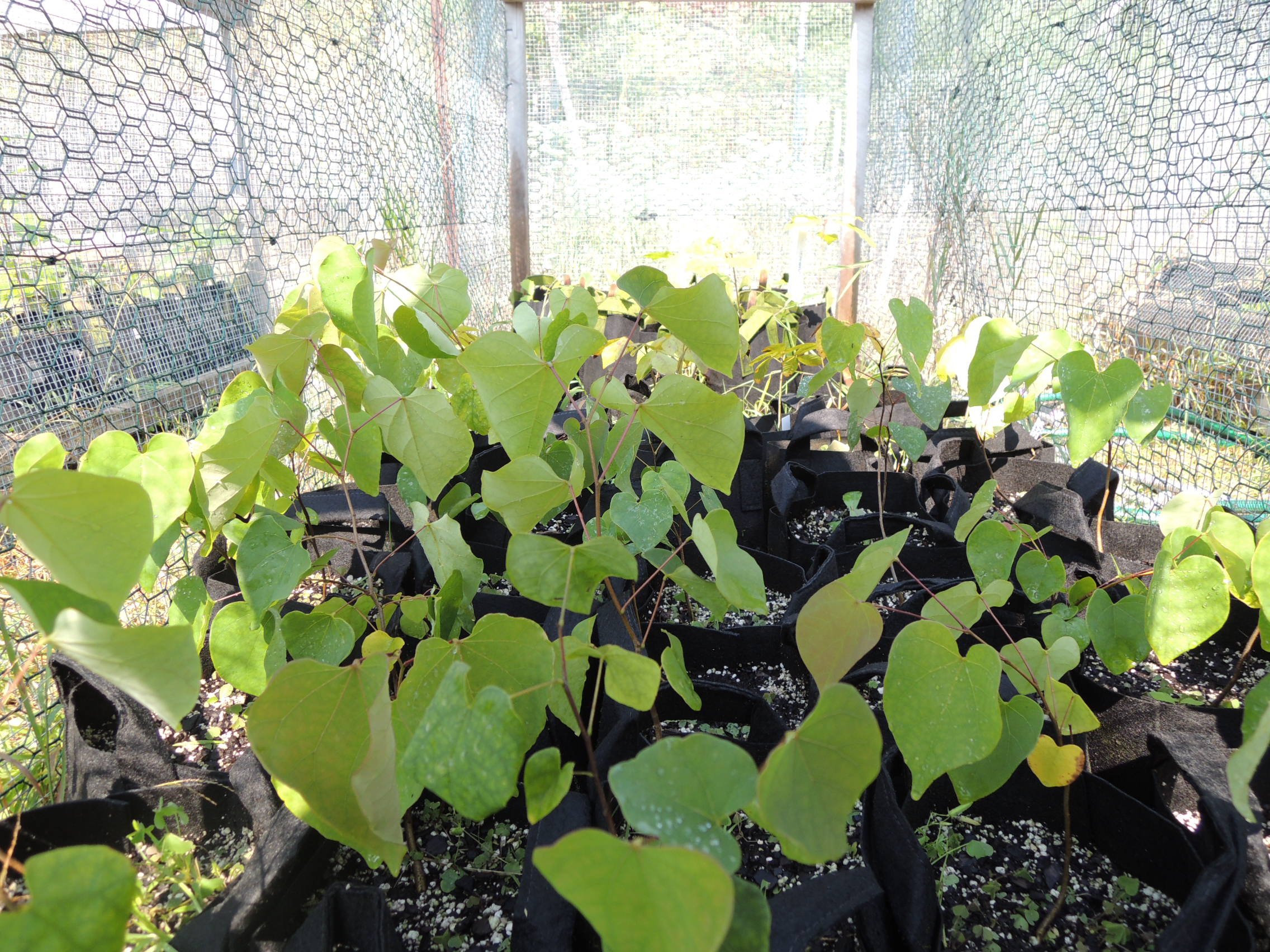 2024 Tree Sapling Giveaway