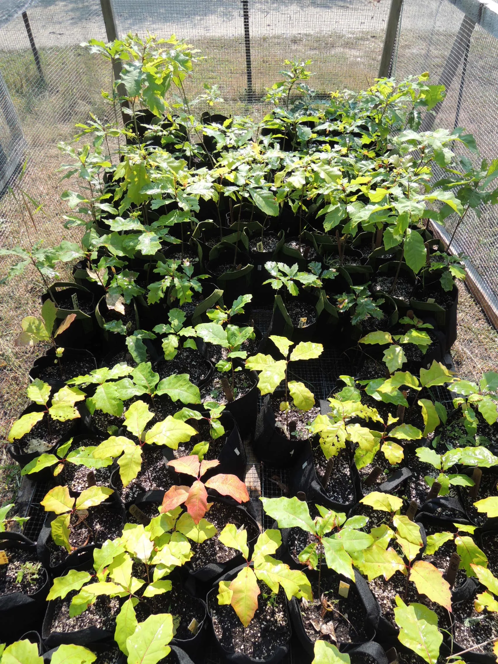 2026 Tree Sapling Giveaway
