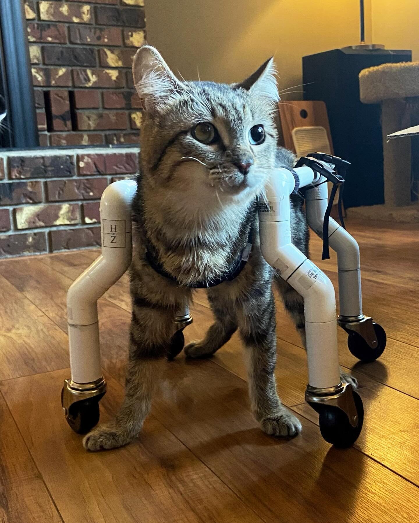 I had the immense pleasure of being able to make wheelchairs for Ping and Pong of the Cat Therapy and Rescue Society in Mission, BC. Both kittens wobble from their cerebellar hypoplasia, making mobility difficult. As you can see in the video, Ping&rs