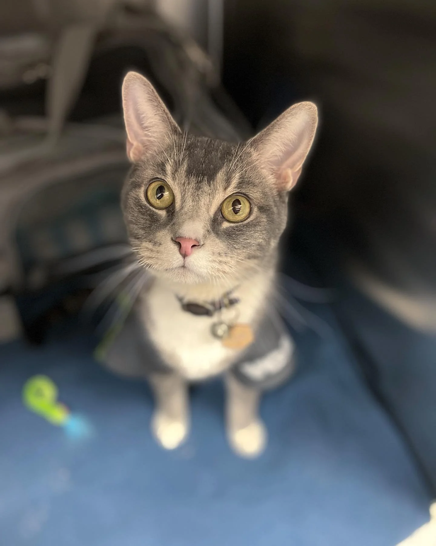 My little work buddy (he carries his own pen!)