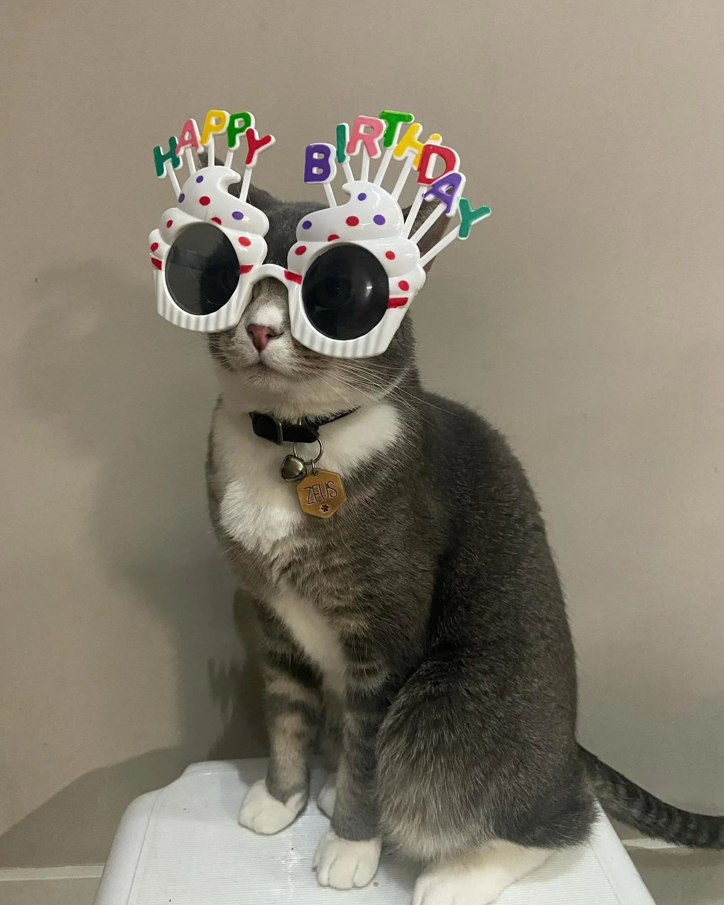 7 already? Where has the time gone

Meal details:
&bull; @treat_planet Etta Says! Kitty Kitty freeze dried hare treats 
&bull; @farminanorthamerica Farmina N&amp;D herring and quinoa kibble and canned
&bull; @icelandicplus Icelandic+ Whole Herring fr