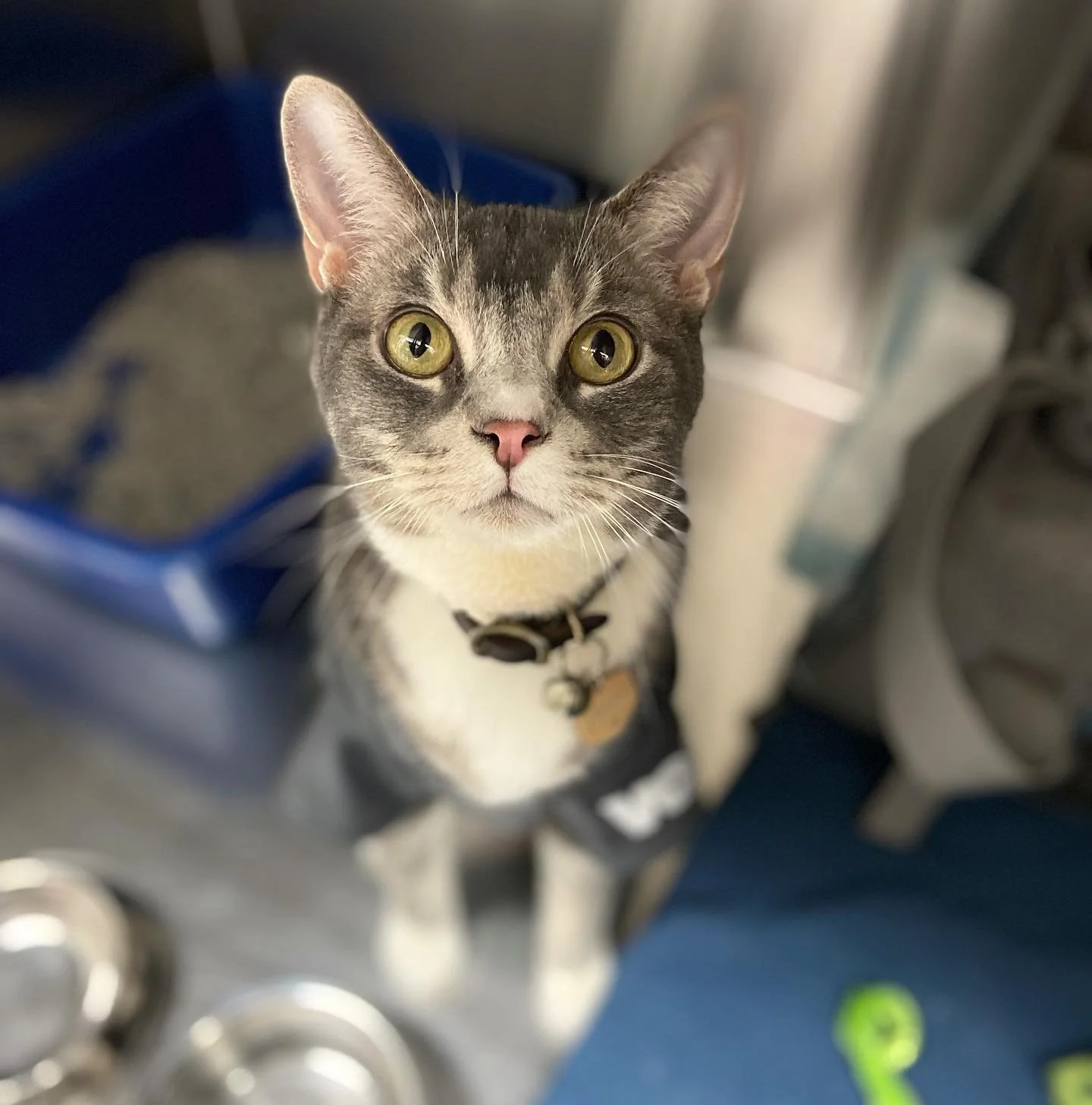 My coworkers call him sausage boy because his poops look like it has a (sausage) casing. His chronic unresolved diarrhea has meant many visits to the vets and specialists while we try to manage, treat, and hopefully diagnose what&rsquo;s going on. 
T