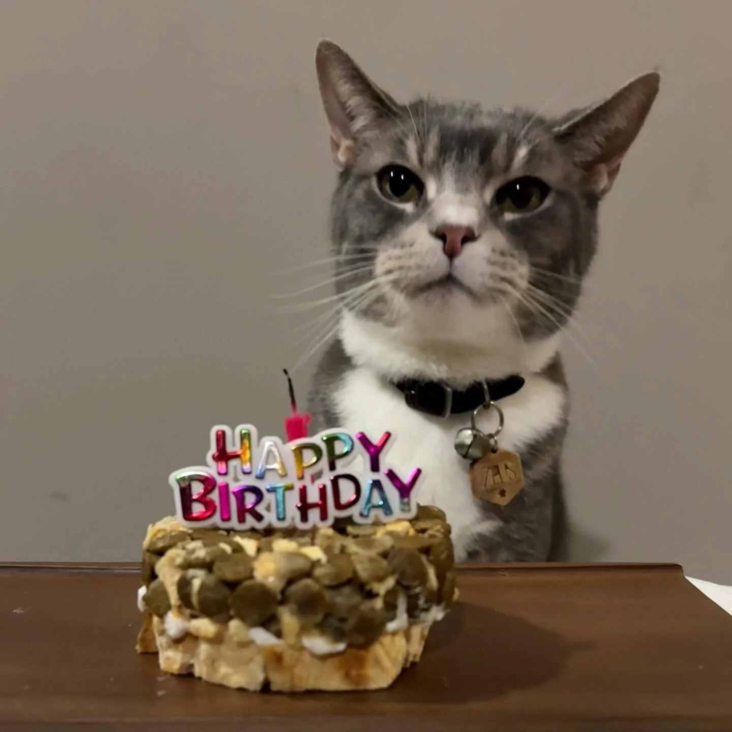 Here&rsquo;s to ✨8✨ beautiful years of Zeusie 

This year we have:
&bull; @farminanorthamerica N&amp;D (herring, quinoa, coconut, turmeric)
&bull; @vitalessentialsraw freeze dried rabbit 
&bull; @inaba_northamerica churu (salmon, scallop)
&bull; @pur