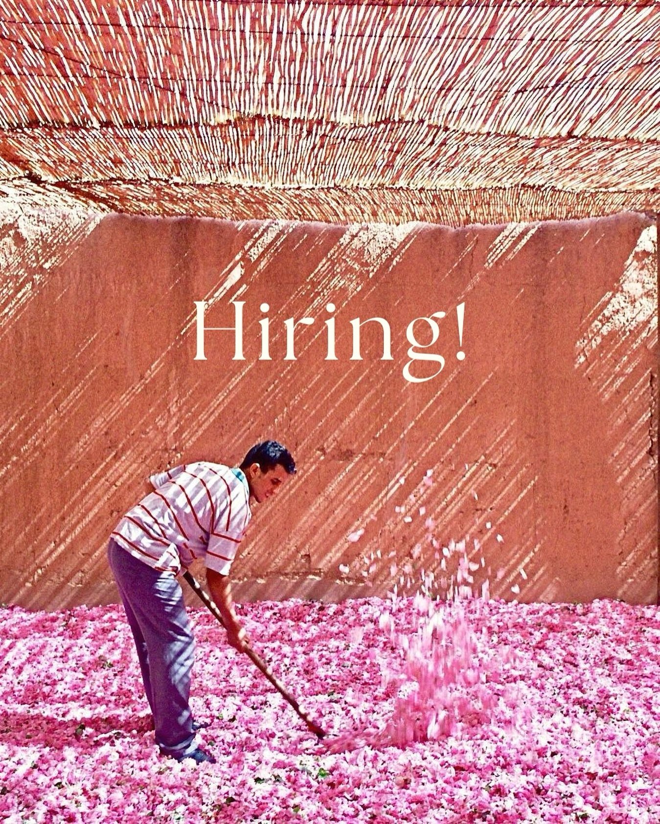 We are losing two of our favorite people (Gavin and Hannah) to San Diego and Montana so we have a couple of job opportunities opening up!

We are looking for a bartender, server, and line cook, If you are interested please send us your resume to hell