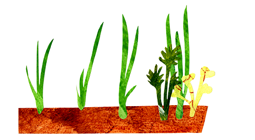 A Row of Onions Note Card