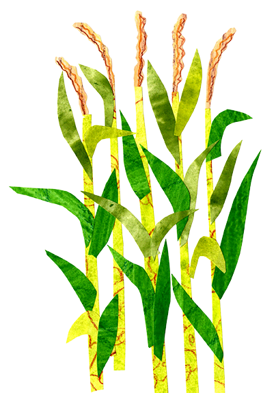 A Stand of Corn Note Card