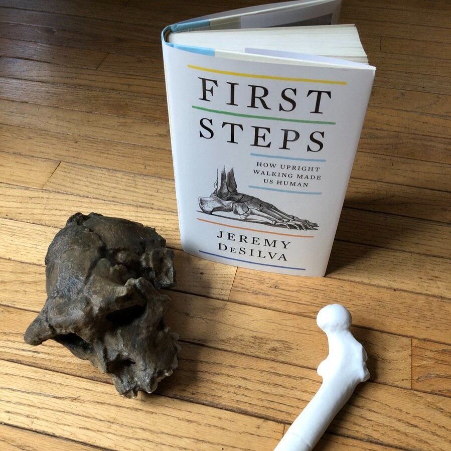 First Steps: How Upright Walking Made Us Human
