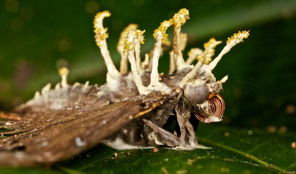 The Real Cordyceps Zombies