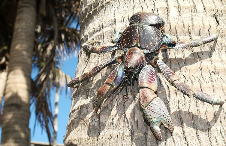 Learn About Coconut Crabs
