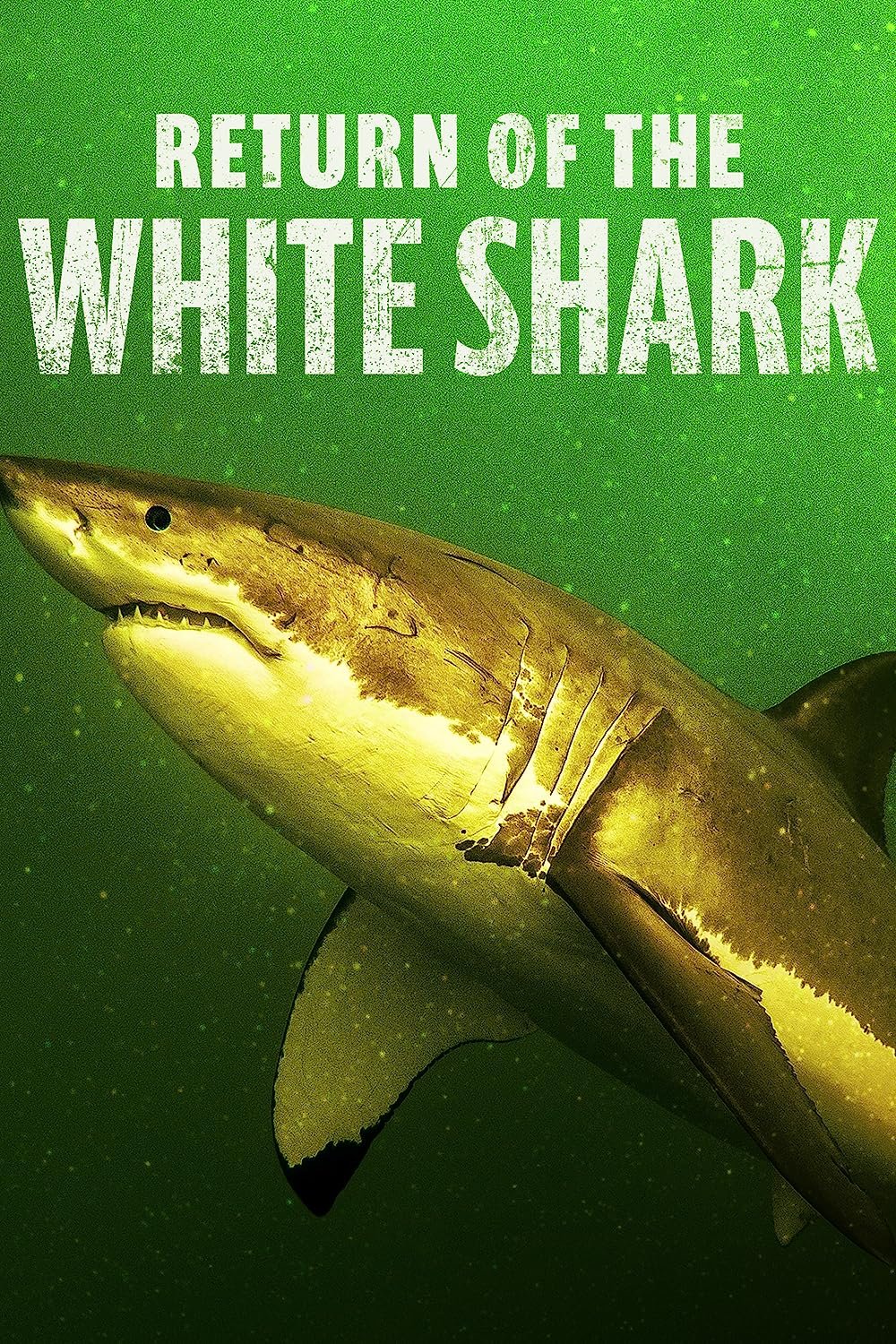 Watch Return of the White Shark