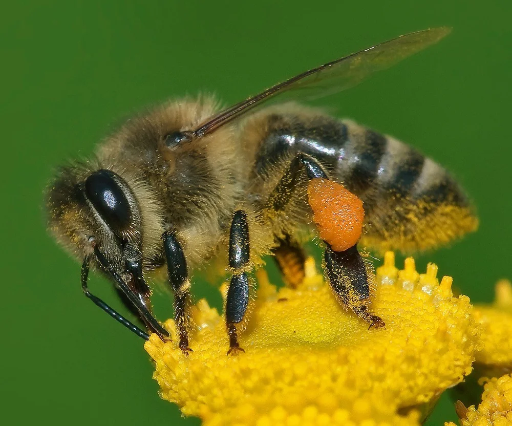 Cancer-Detecting Bees