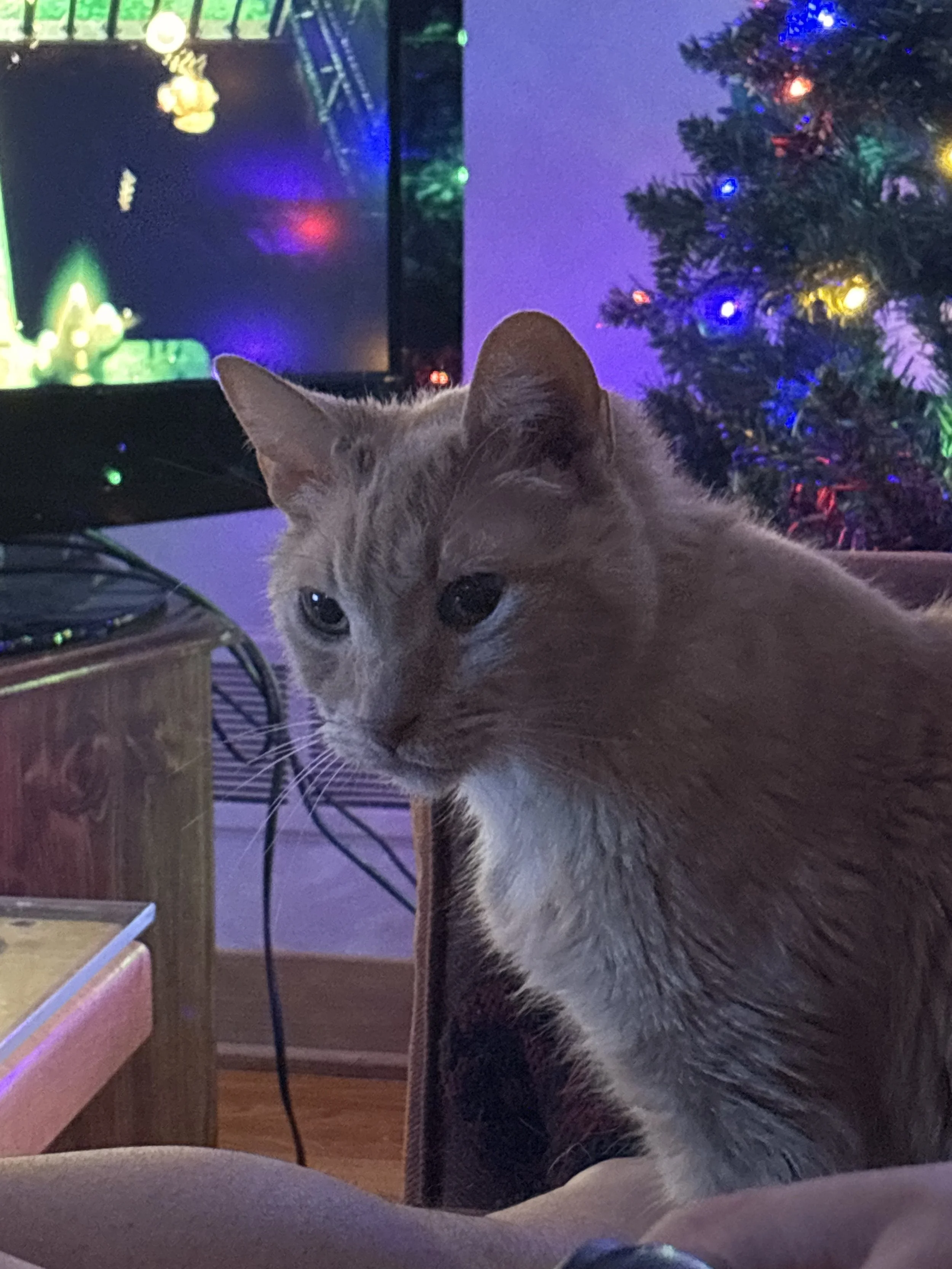 Thoat Magdic-Staudinger